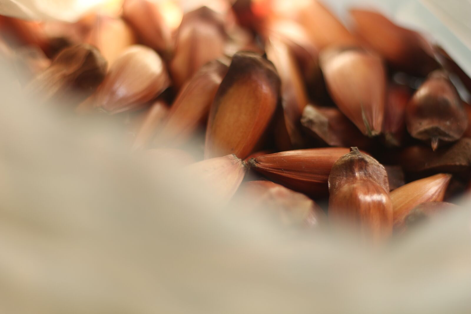 Canon EOS 700D (EOS Rebel T5i / EOS Kiss X7i) + Canon EF 50mm F1.8 STM sample photo. Araucaria, background, brazil photography