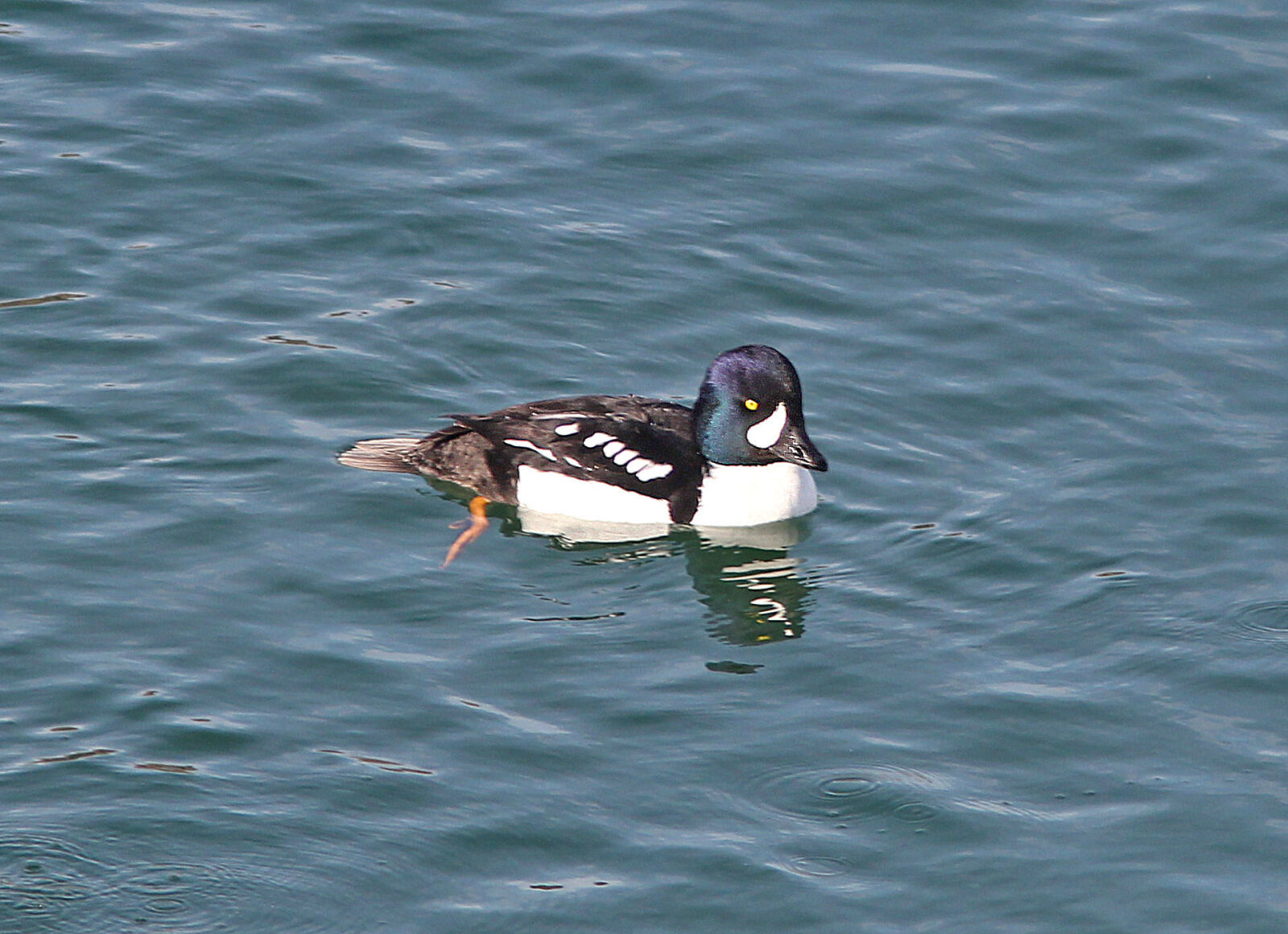 Canon EF 300mm F4L IS USM sample photo