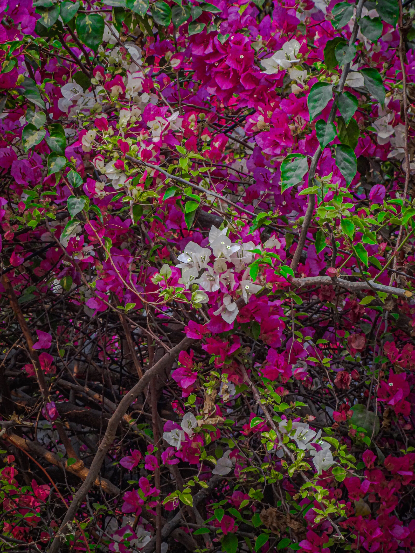 Sony Cyber-shot DSC-HX7V sample photo
