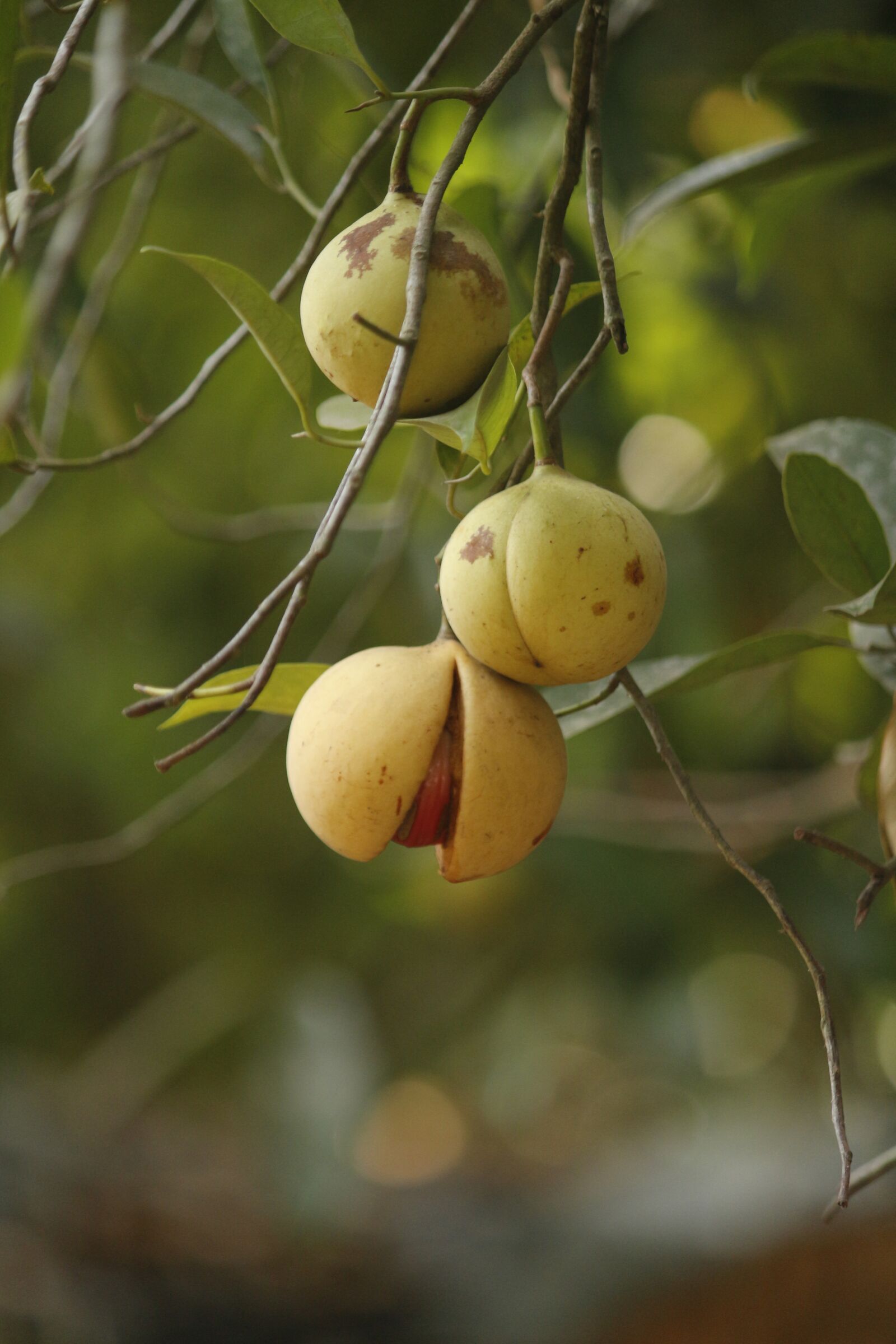 Canon EOS 700D (EOS Rebel T5i / EOS Kiss X7i) sample photo. Agriculture, food, fresh photography