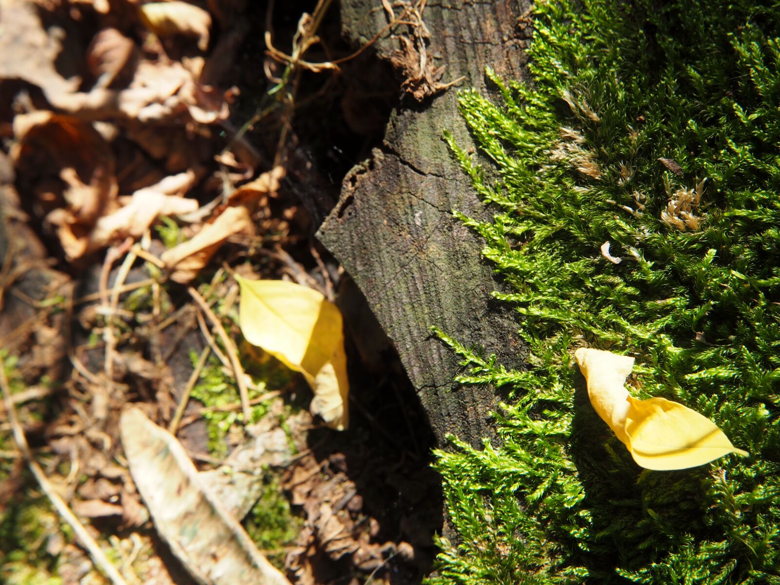 Olympus OM-D E-M10 sample photo. Moss, green, forest photography