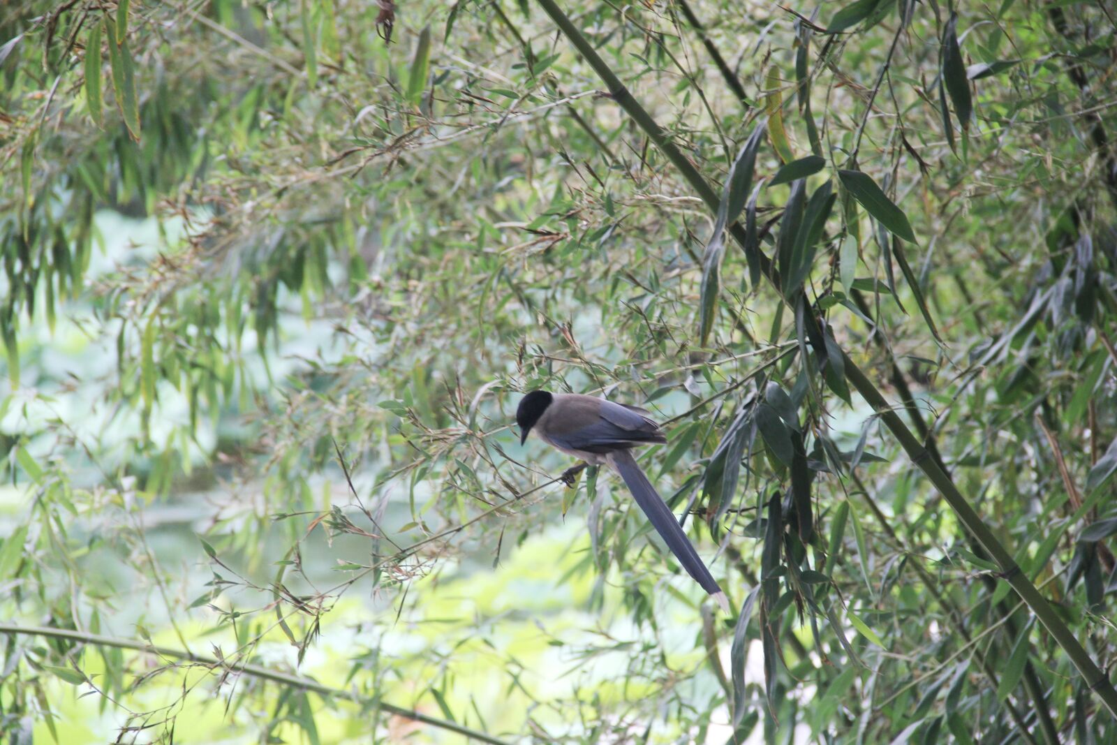 Canon EOS 60D sample photo. Bamboo, bird, perched photography
