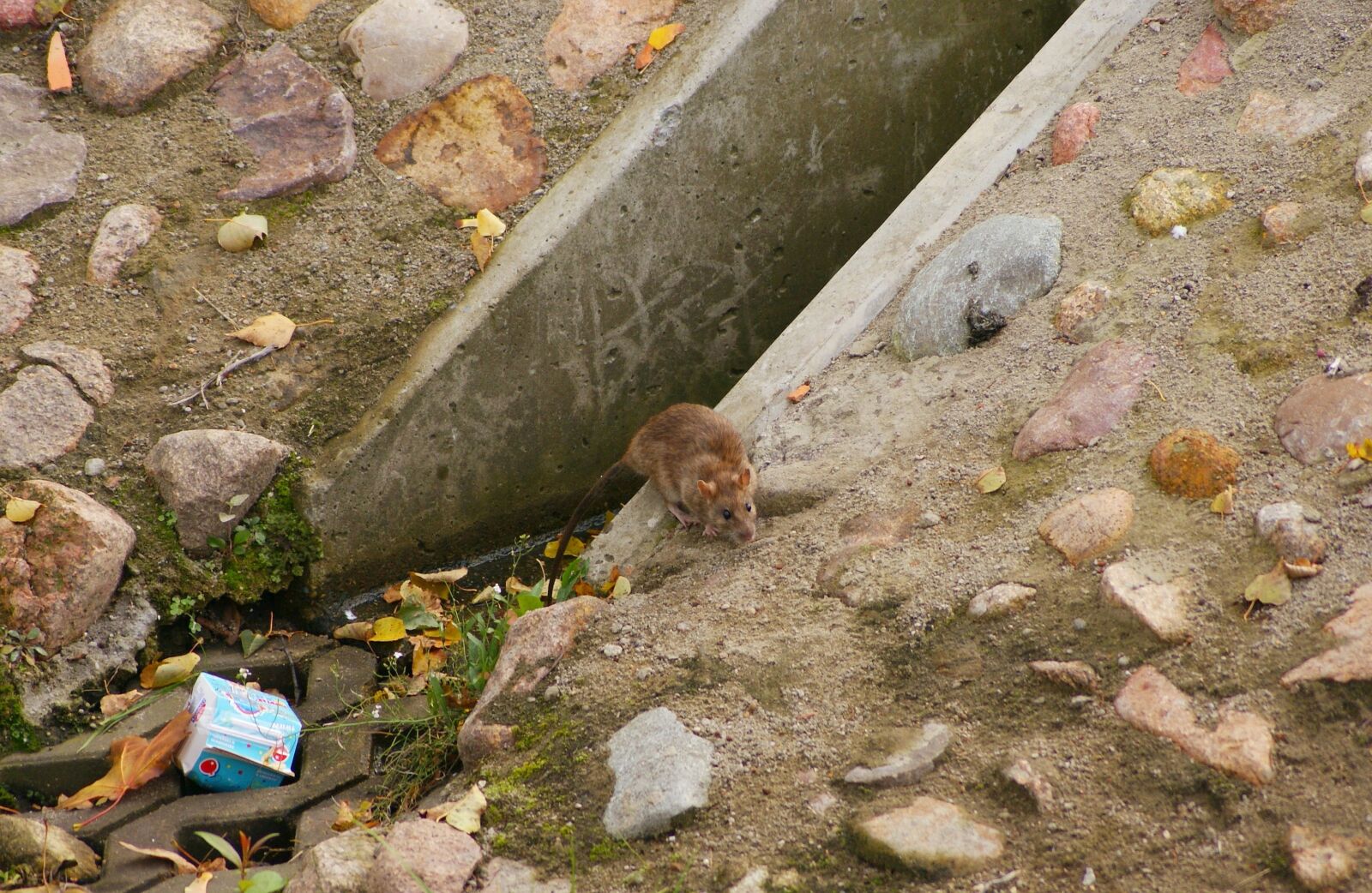 Sony Alpha DSLR-A300 sample photo. Rat, wandering, rattus norvegicus photography