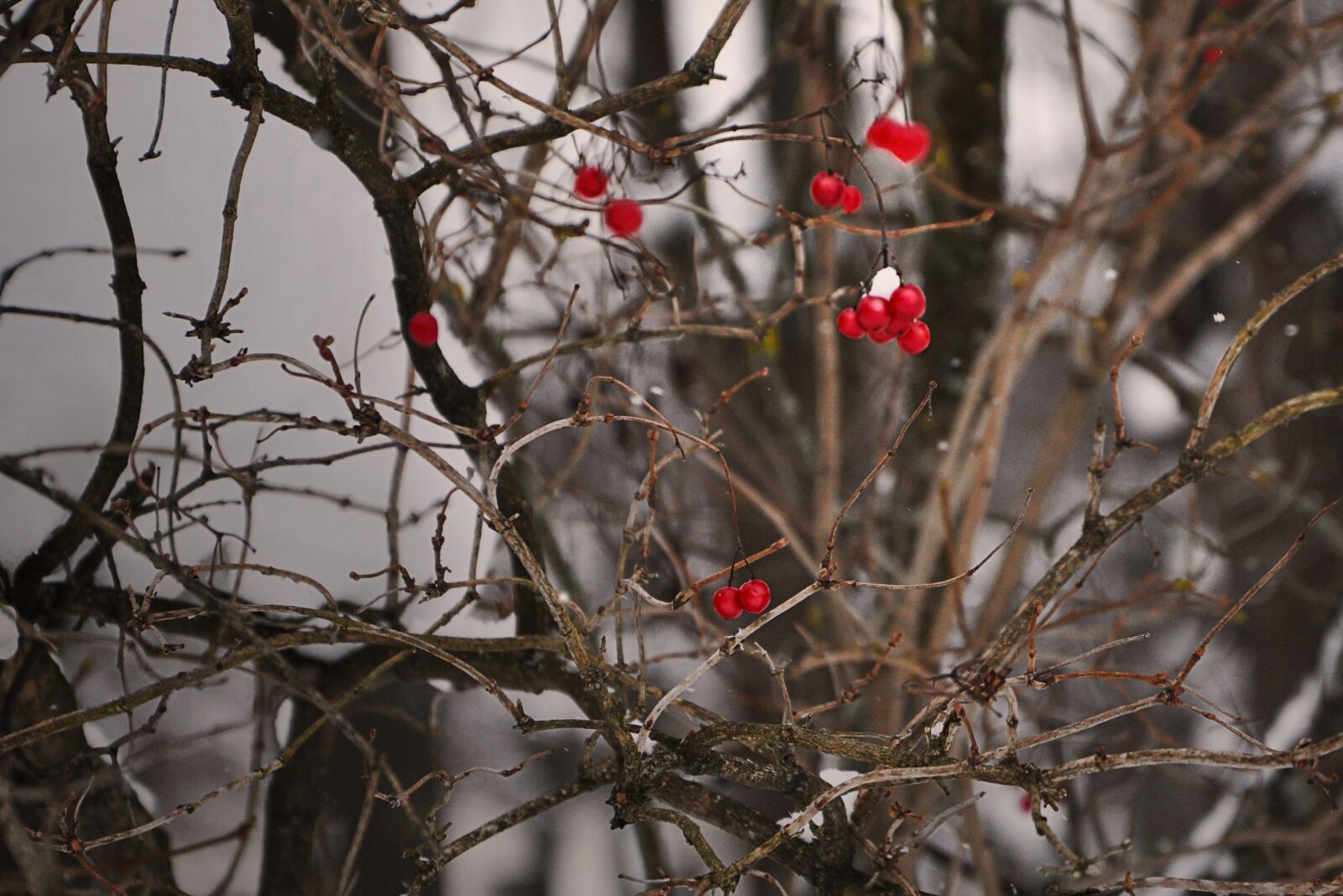 Nikon D90 sample photo. Tree, winter, branch photography