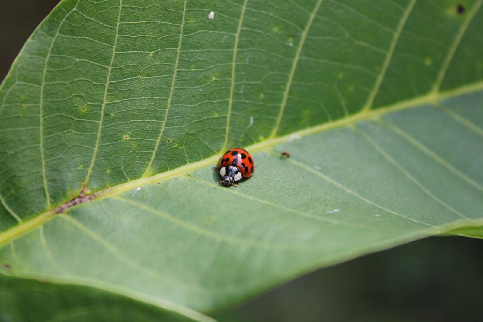 Canon EF-S 18-55mm F3.5-5.6 IS sample photo. Ladybug, beetle, green leaf photography