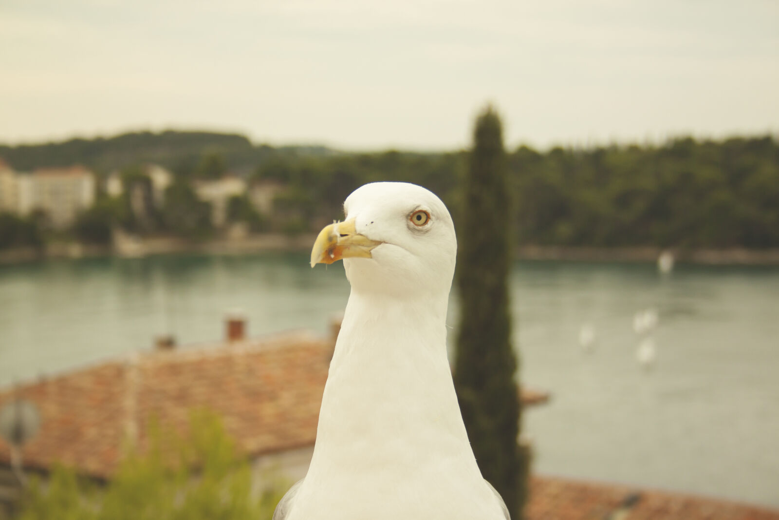 Canon EF-S 18-55mm F3.5-5.6 II sample photo. Bird, nature, sea, seagull photography