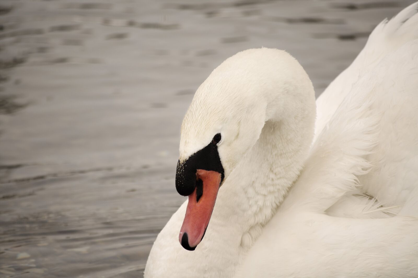 Nikon D5000 sample photo. Swan, bird, water photography
