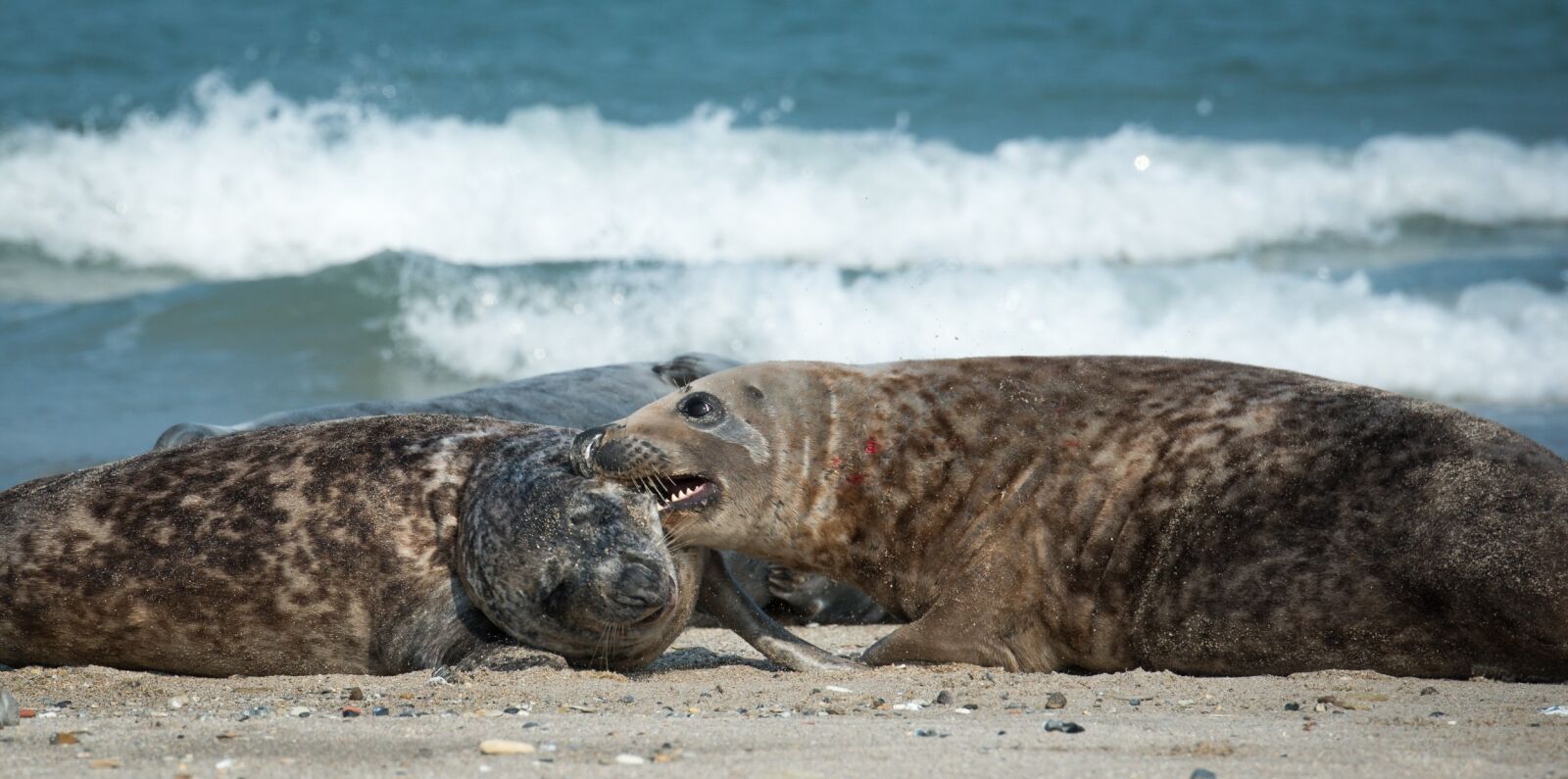 Nikon D800 sample photo. Grey seals, bite, beach photography