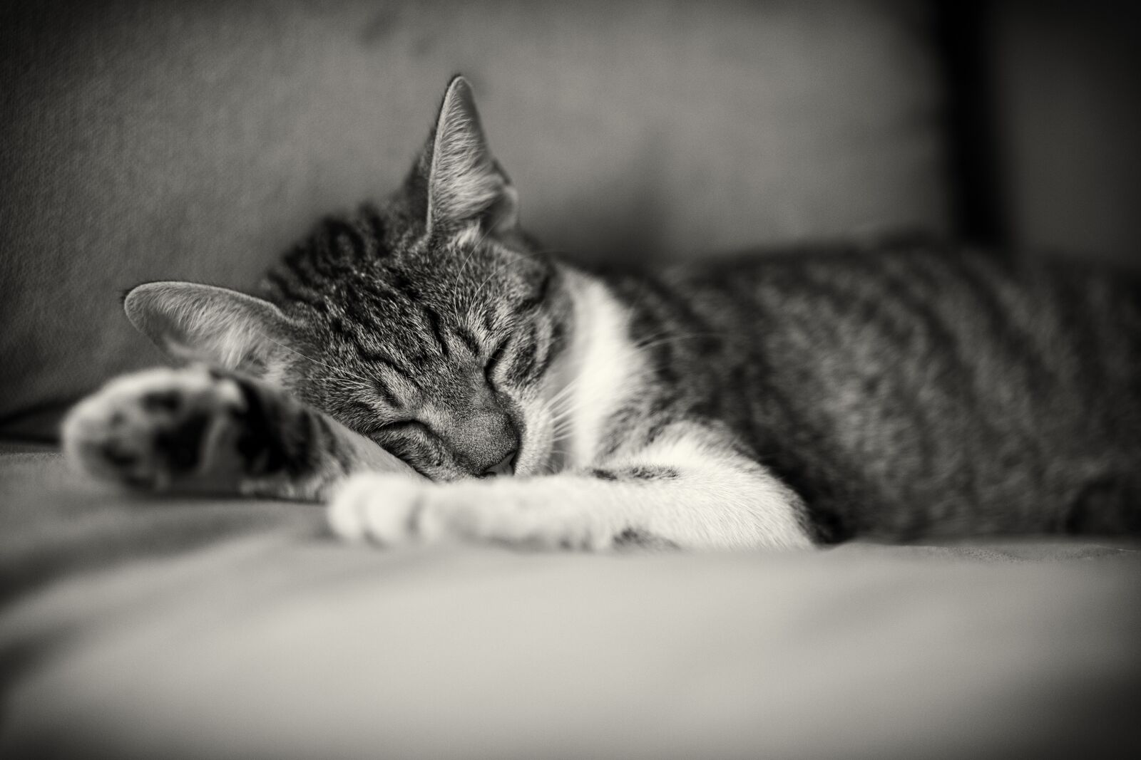 Canon EF 85mm F1.8 USM sample photo. Cat, sleeping, kitten photography