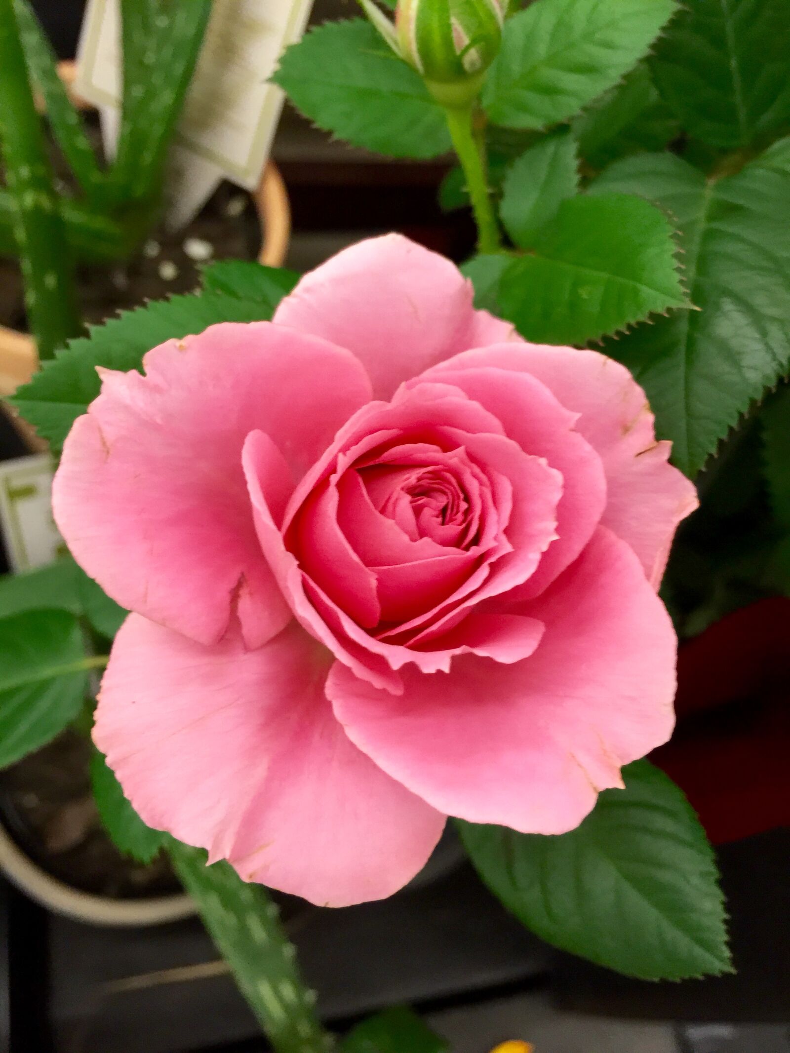 iPhone 6 Plus back camera 4.15mm f/2.2 sample photo. Bloom, blossom, close, up photography