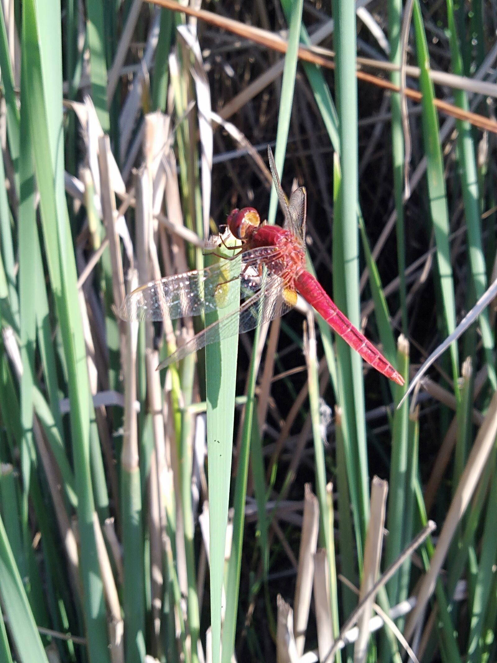 OPPO A3S sample photo. Dragonfly, nature, insect photography