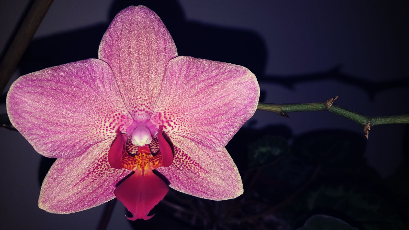 Samsung GALAXY S6 edge sample photo. Flower, flora, nature photography