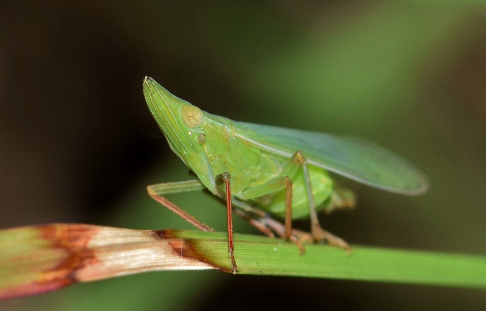 Nikon D5300 sample photo. Leafhopper, planthopper, insect photography