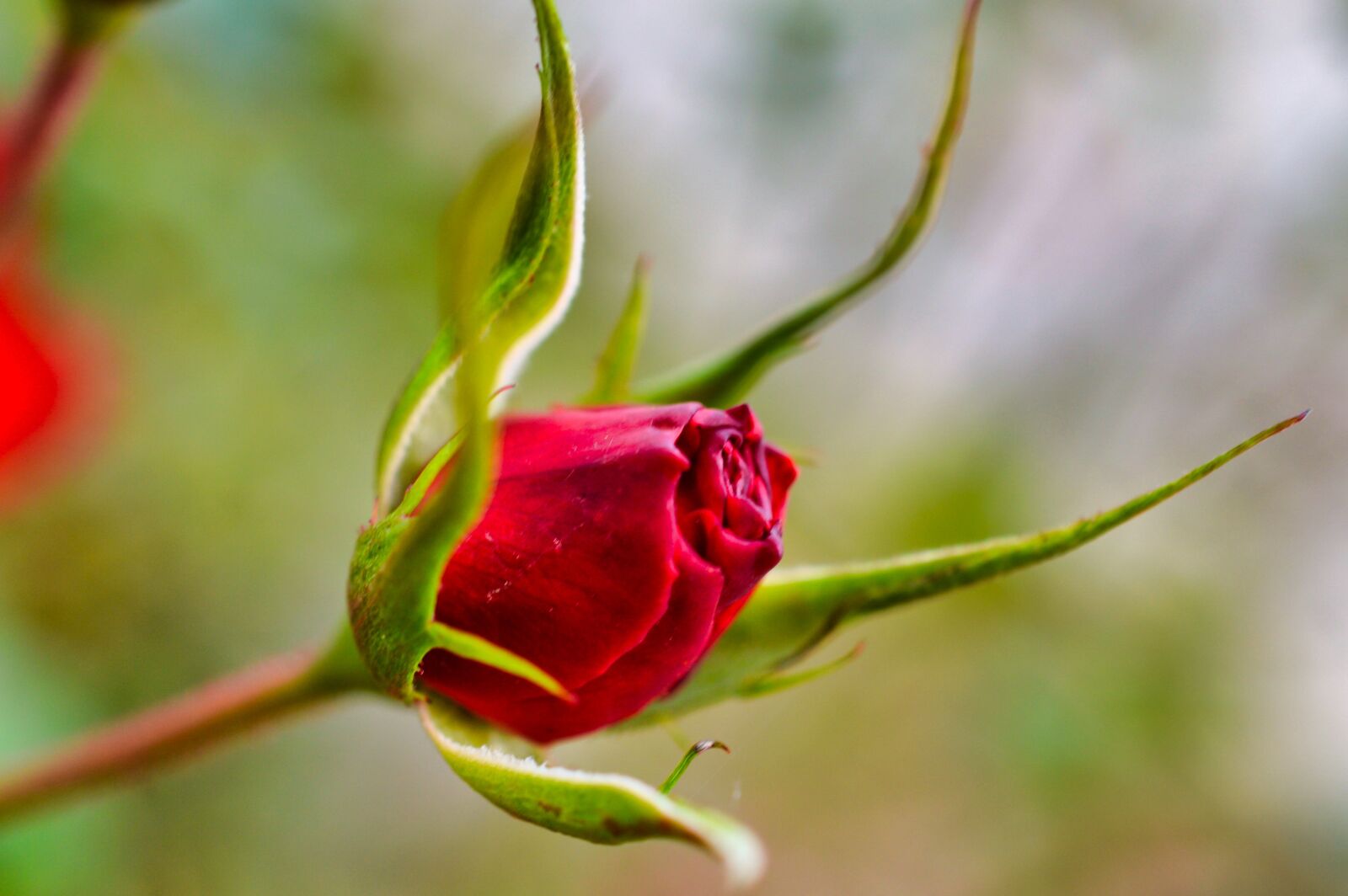 Nikon D3200 sample photo. Flower, bud, rose photography