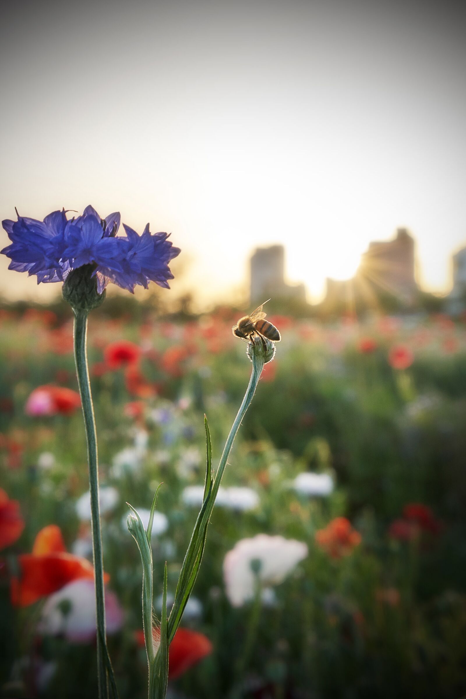 Sony a7R III sample photo. Flowers, bee, insects photography
