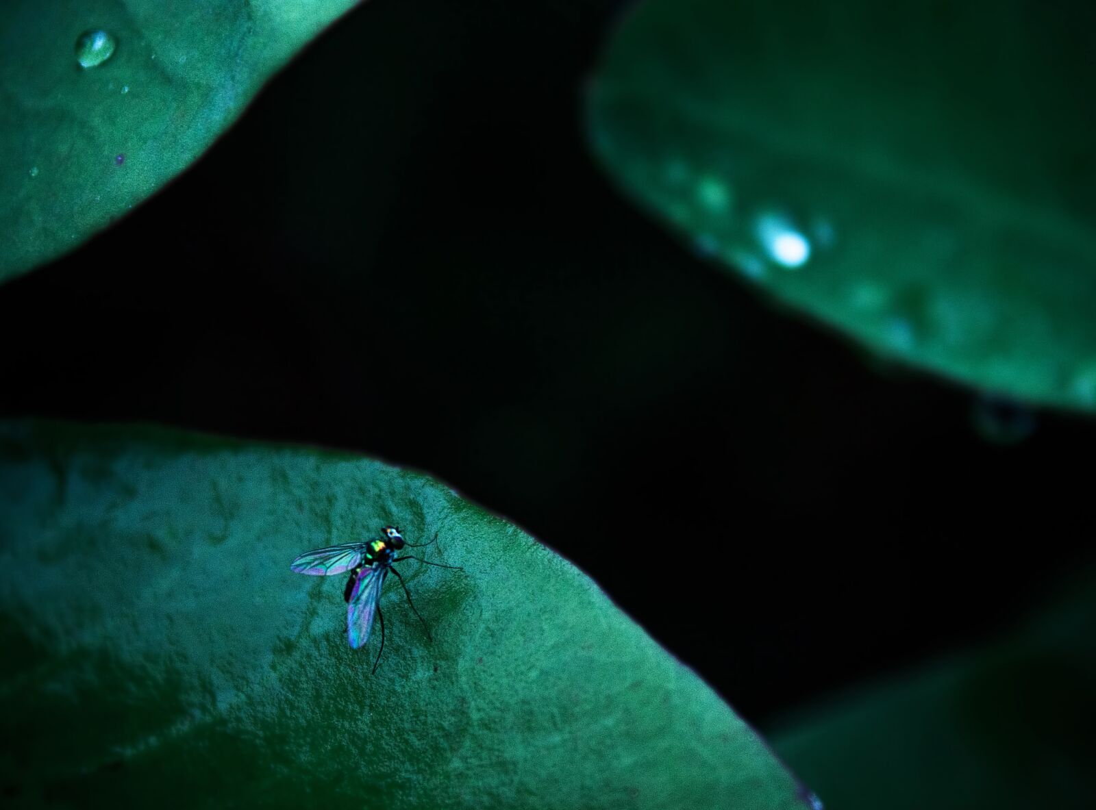 Canon EOS 600D (Rebel EOS T3i / EOS Kiss X5) sample photo. Incest, green, small photography