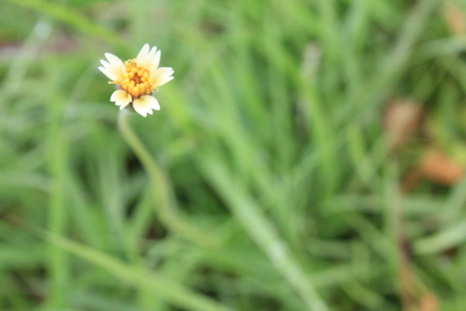 Canon EOS 550D (EOS Rebel T2i / EOS Kiss X4) sample photo. Natural, flower, nature photography