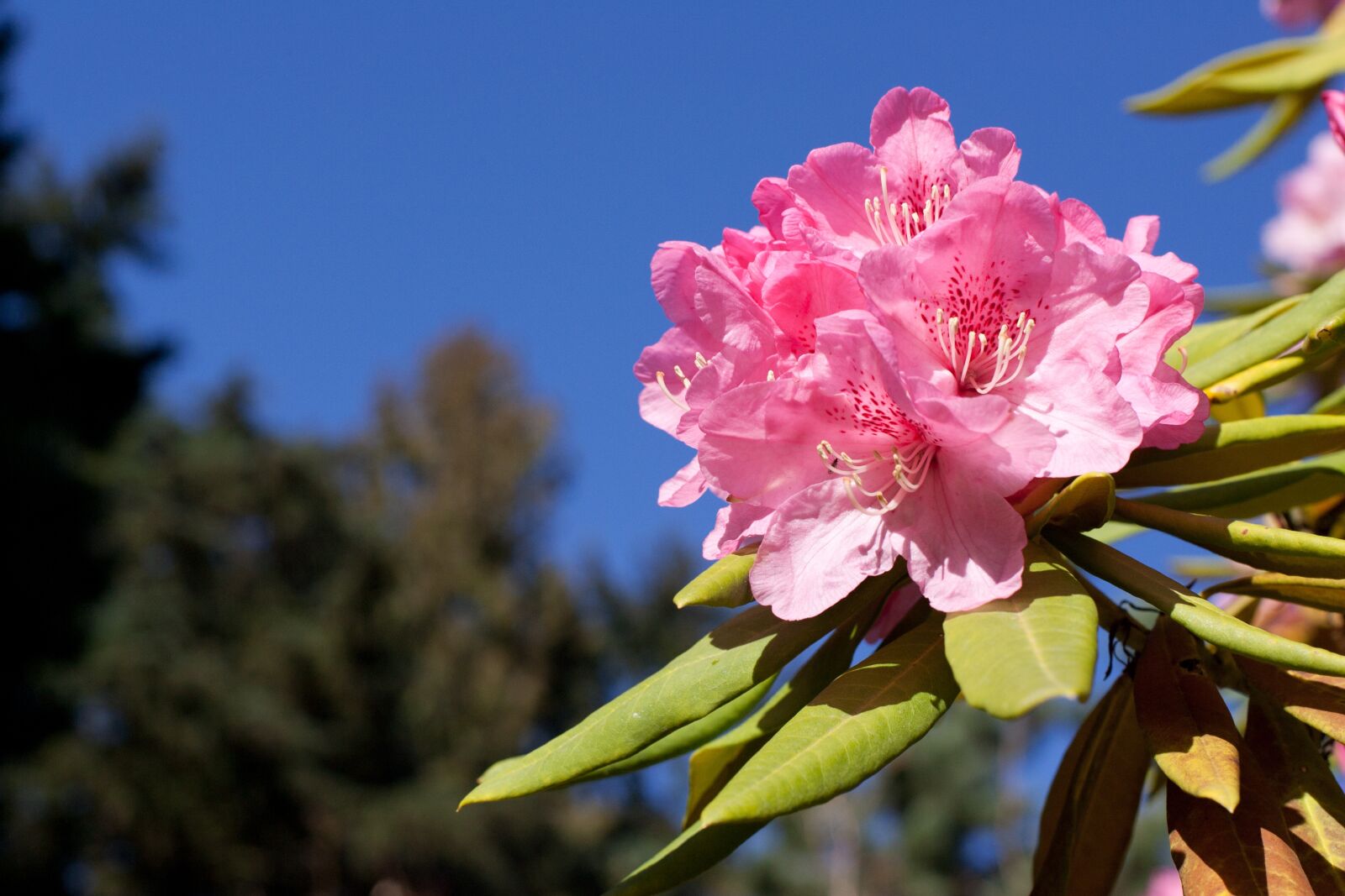 Canon EOS-1D Mark II sample photo. Rhododendron, pink, bloom photography