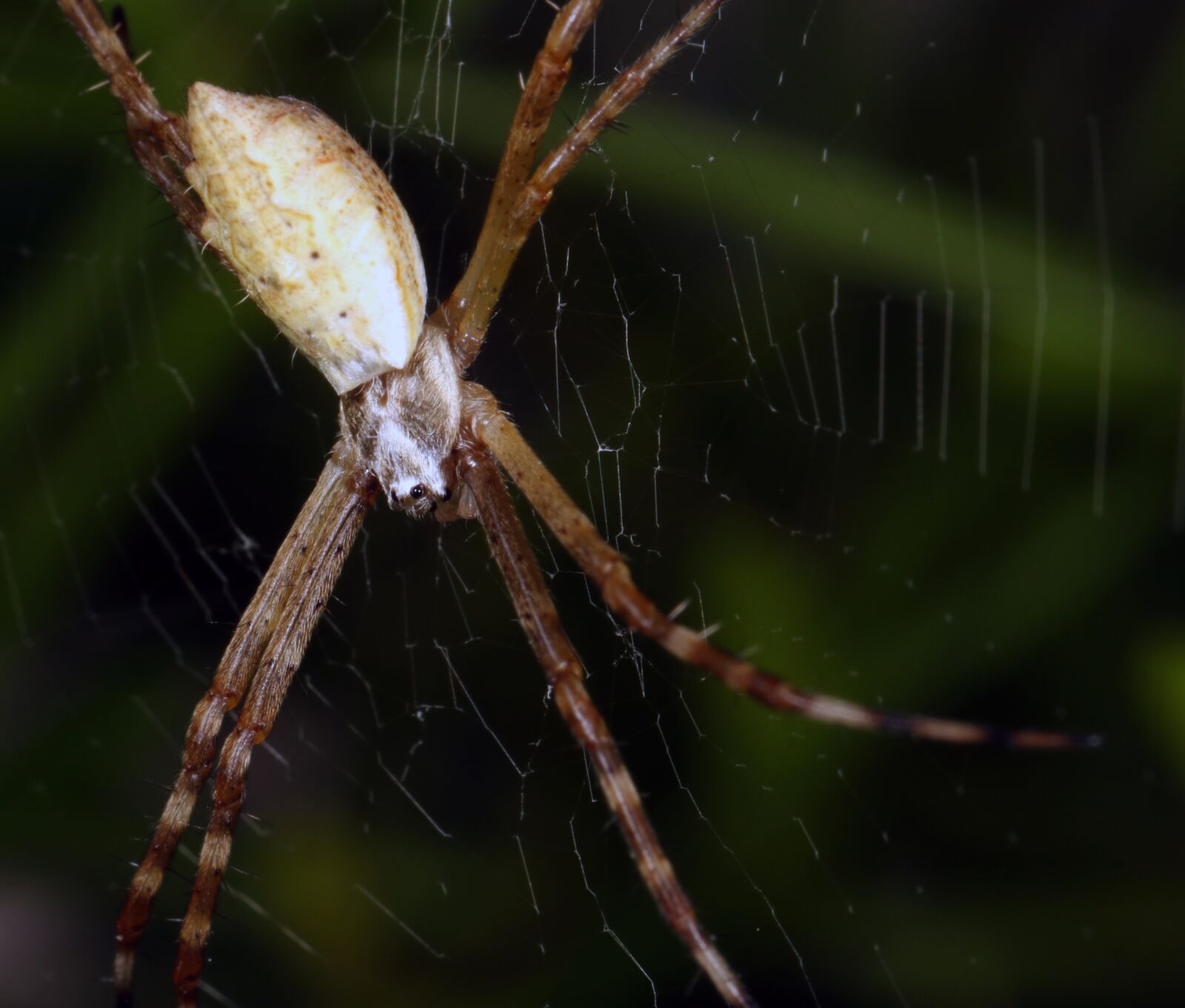 Canon EOS 7D Mark II sample photo. Spider, macro, biology photography