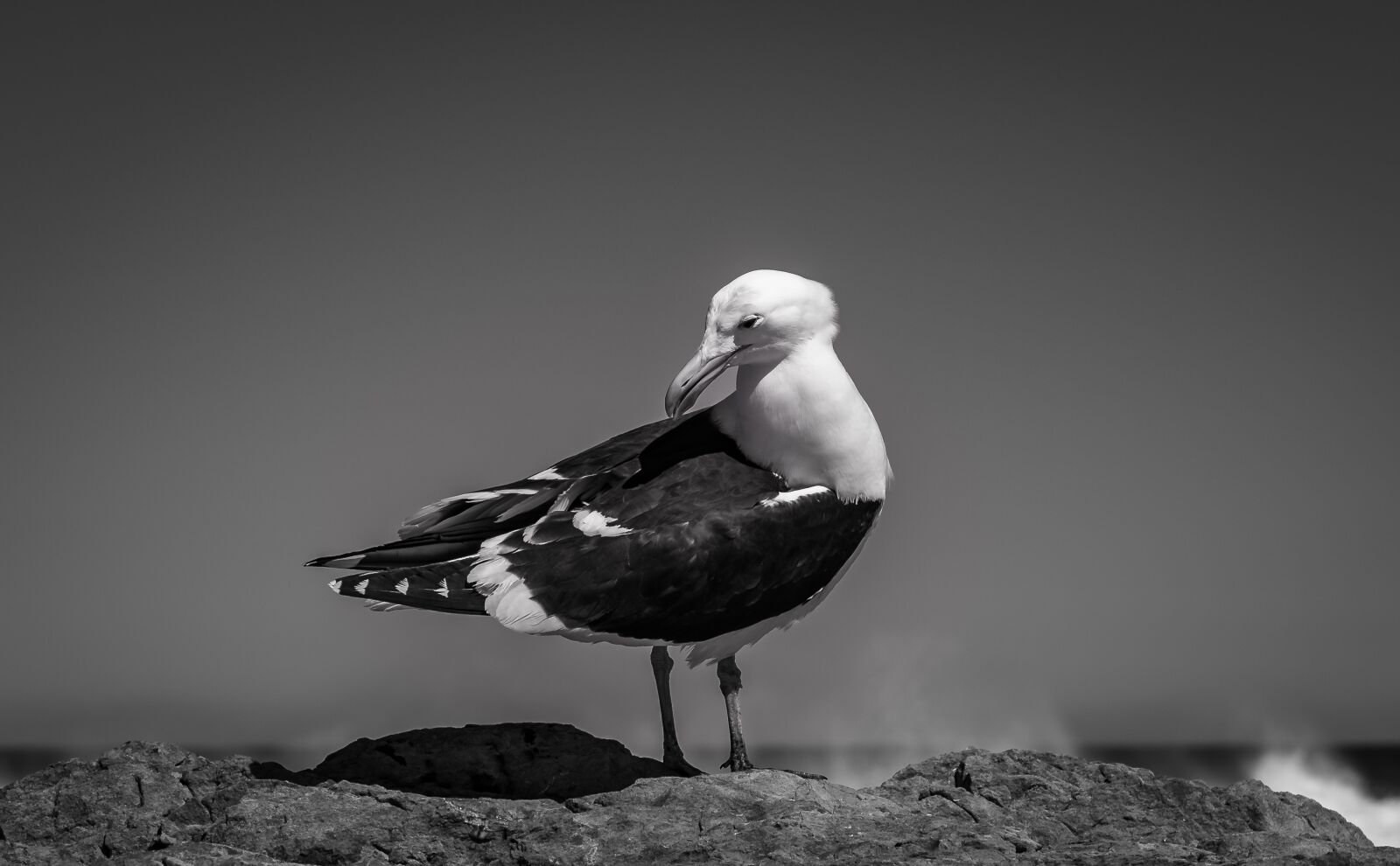 Nikon D750 sample photo. Seagull, sea, black and photography