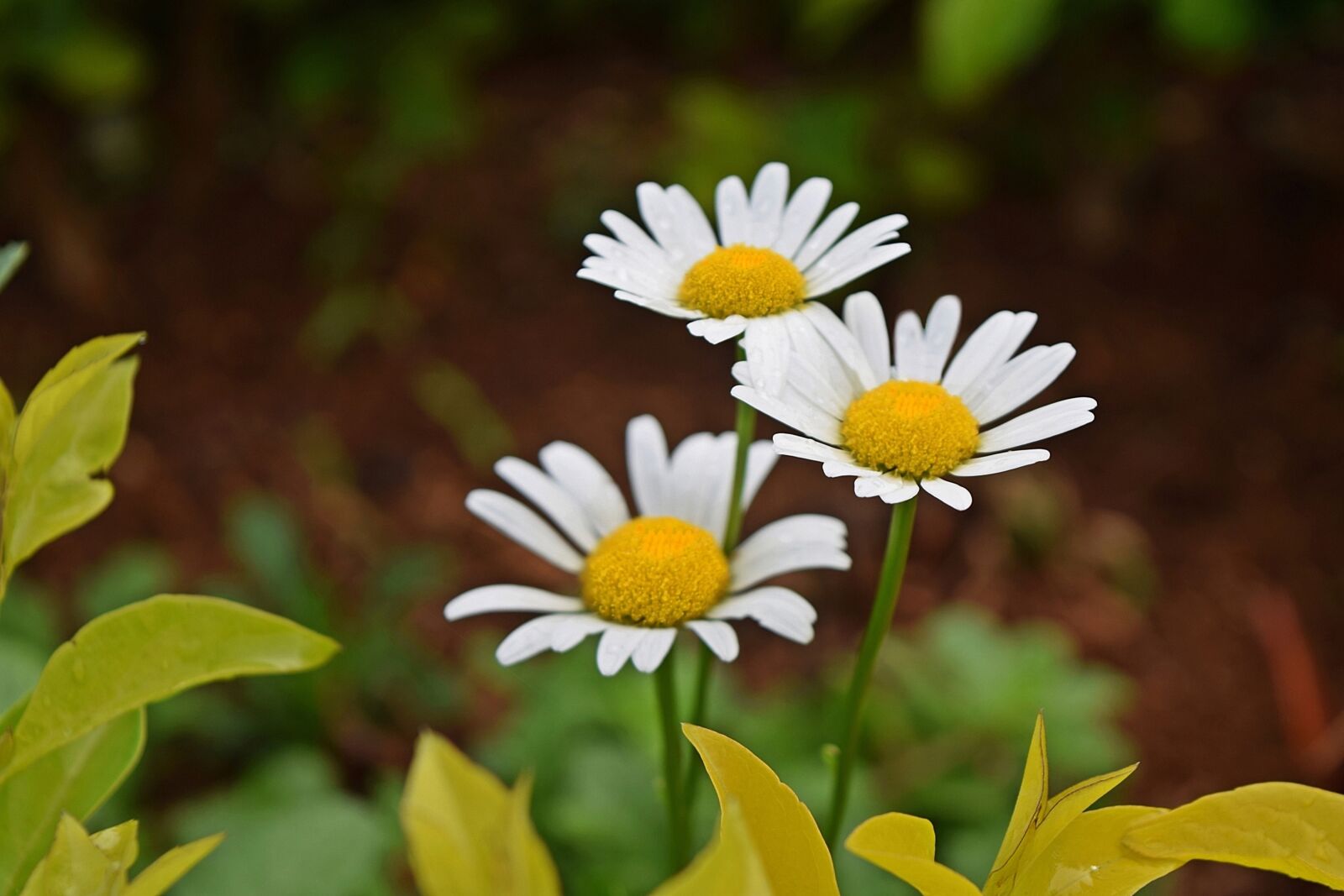 Nikon D5300 sample photo. Margaret, flower, garden photography