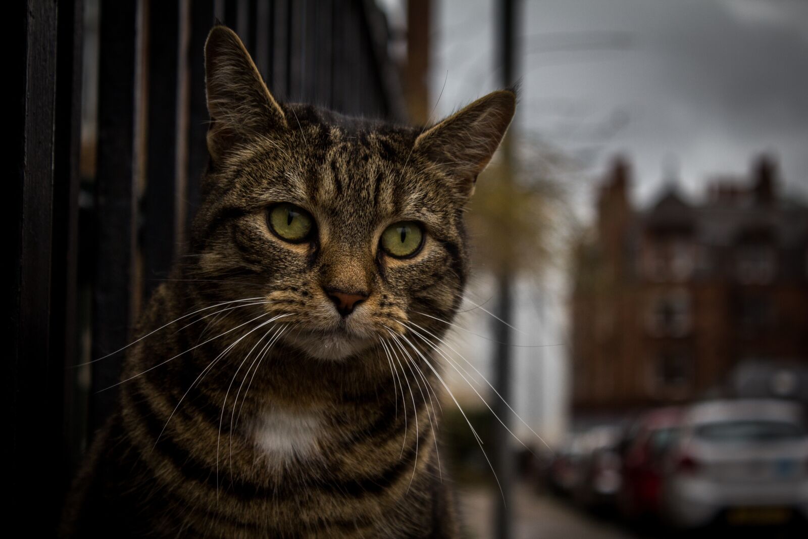Canon EOS 600D (Rebel EOS T3i / EOS Kiss X5) sample photo. Cat, alley cat, feline photography