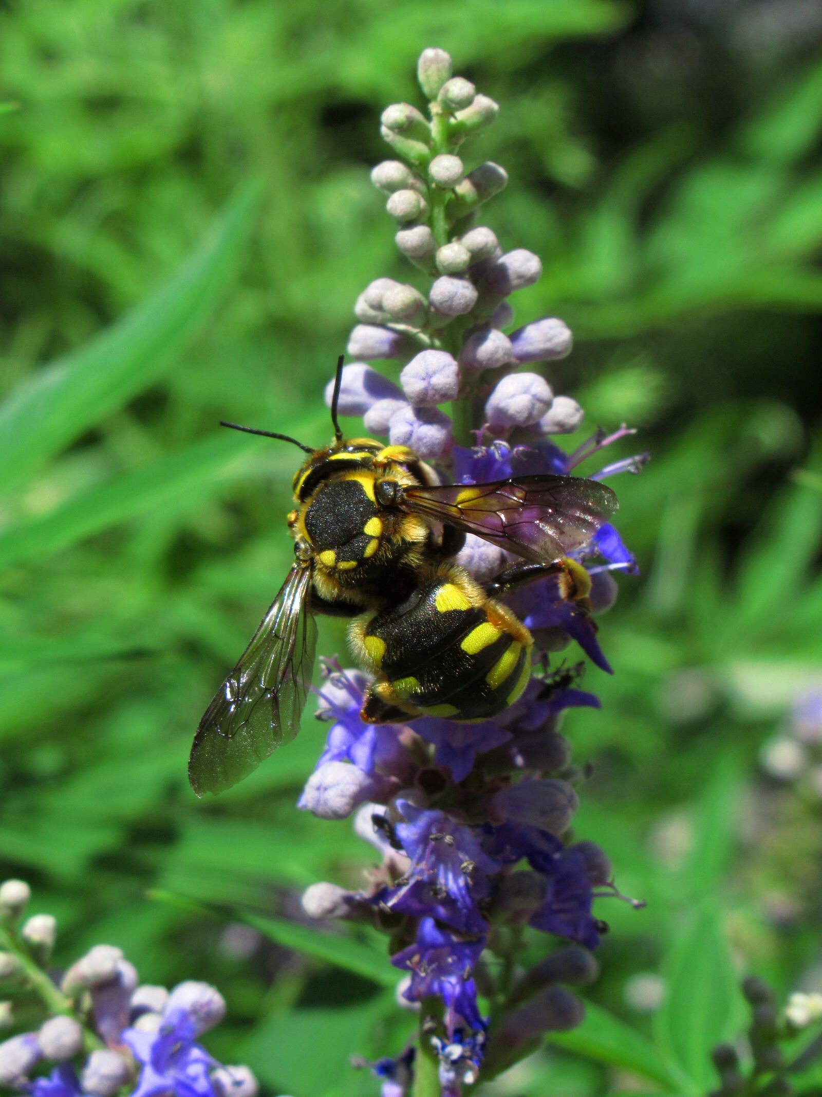 Canon PowerShot SX620 HS sample photo. Bee, insect, animal photography