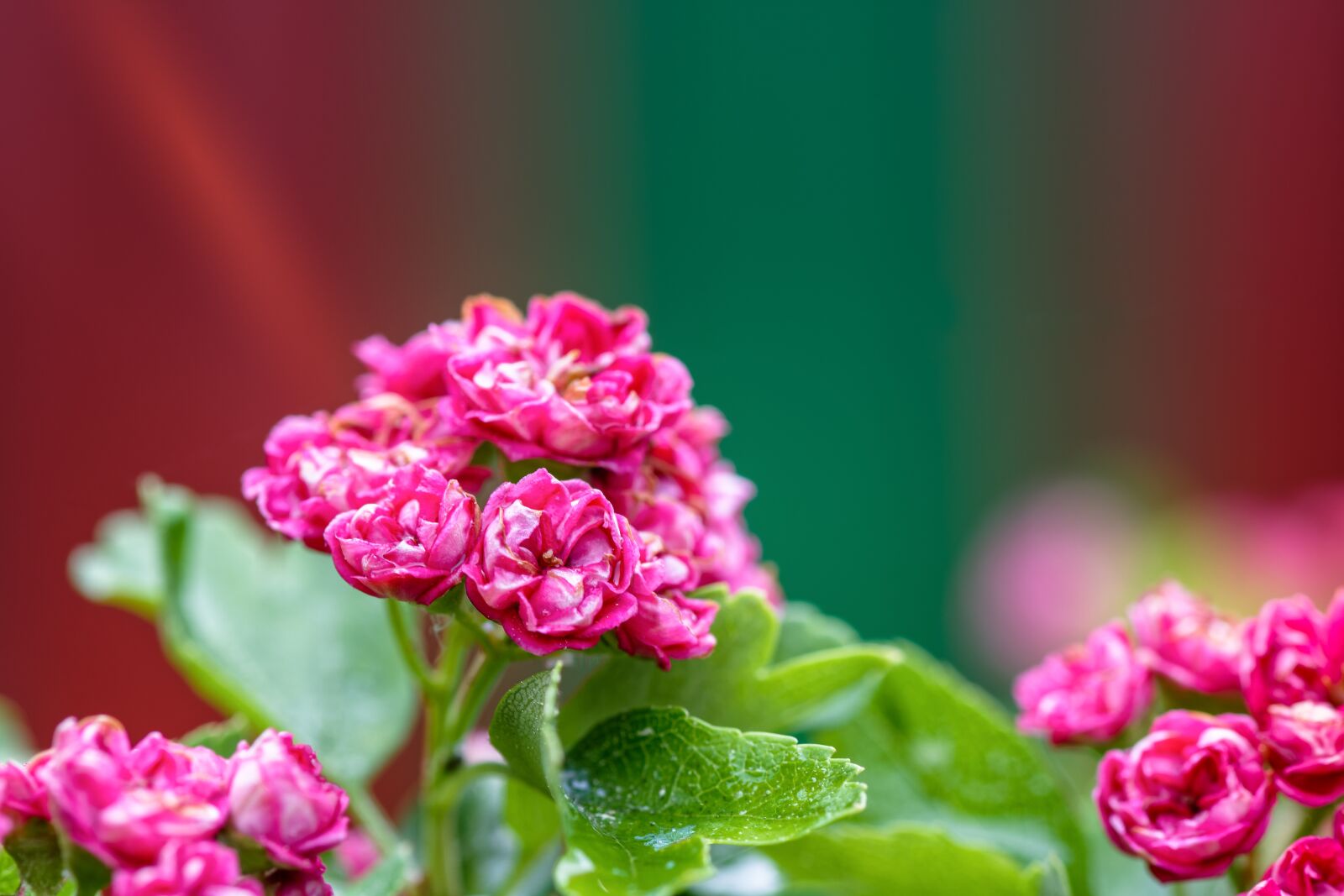 Nikon D7200 sample photo. Hawthorn, bush, flowers photography