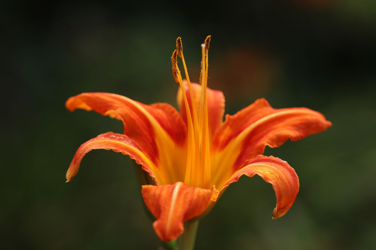 Canon EOS 750D (EOS Rebel T6i / EOS Kiss X8i) sample photo. Flowers, lily, plants photography