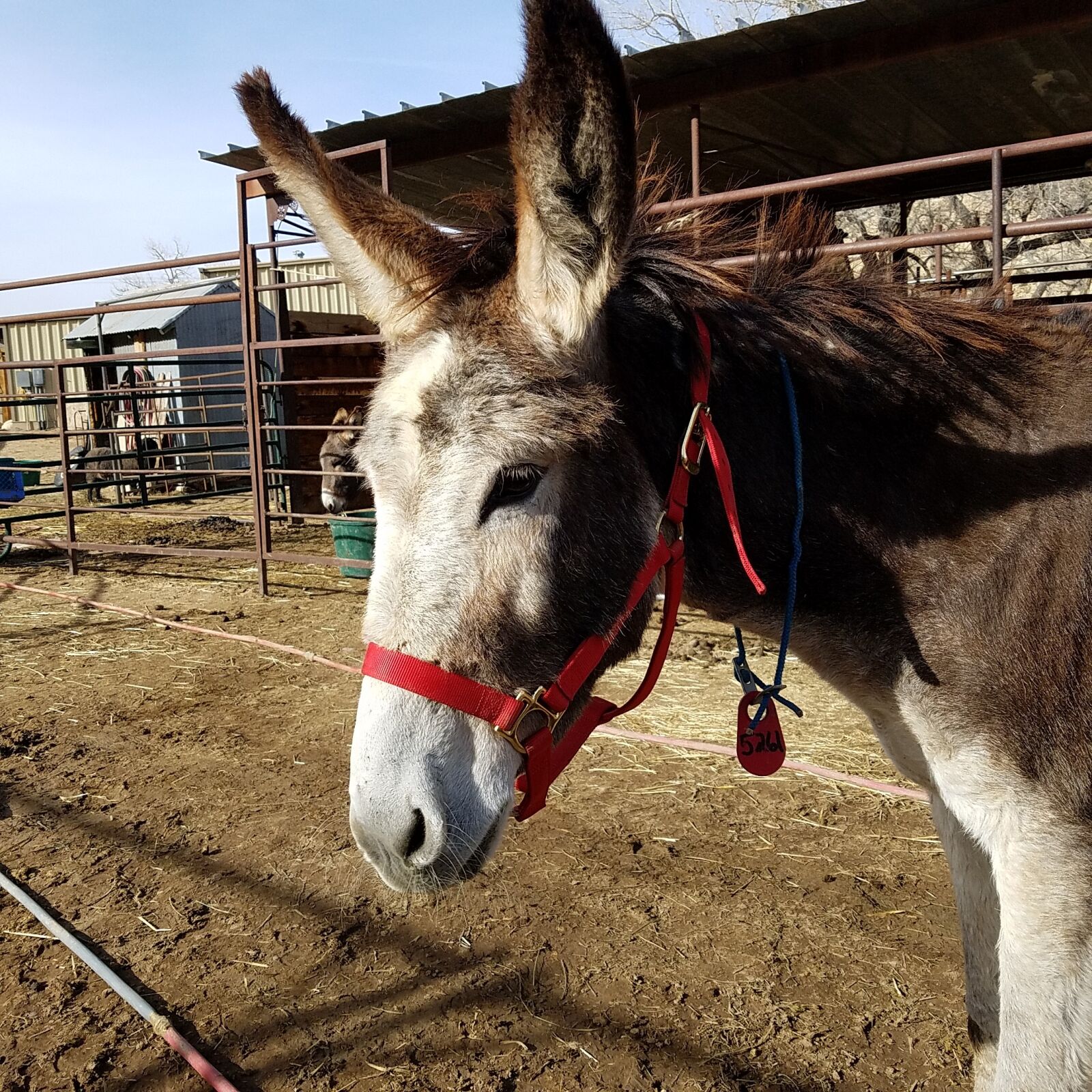 Samsung Galaxy S7 sample photo. Jenny, burro, donkey photography