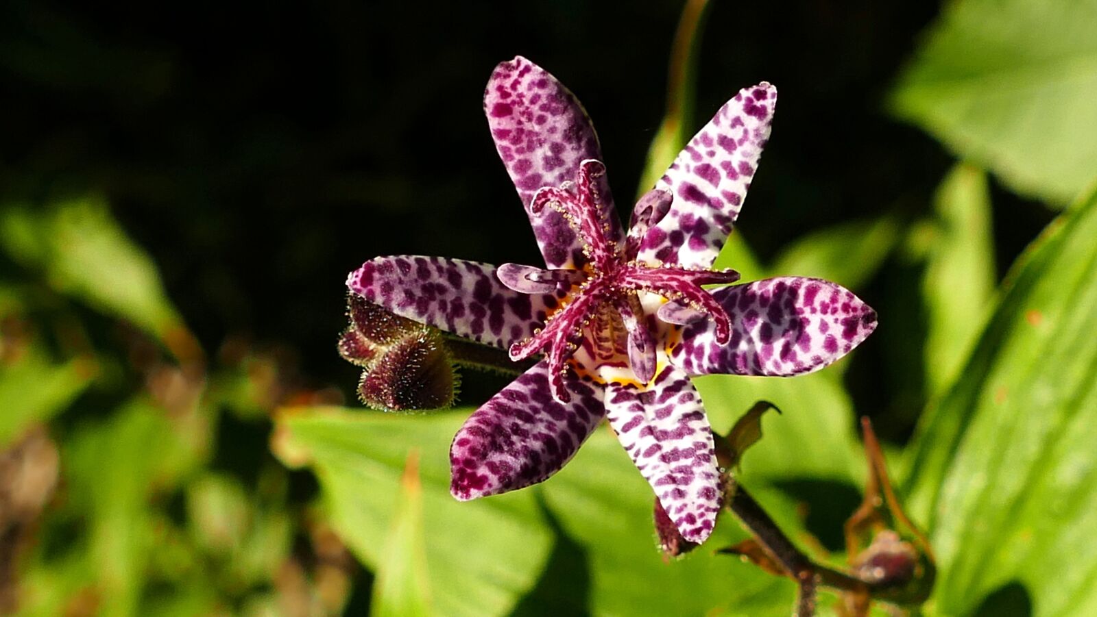 Panasonic Lumix DMC-FZ1000 sample photo. Tricyrtis hirta, lily, autumn photography