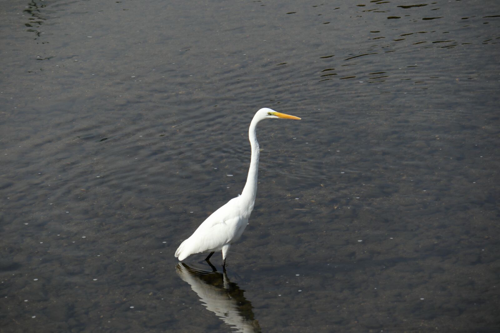 Canon EOS M6 sample photo. Bird, egret, nature photography