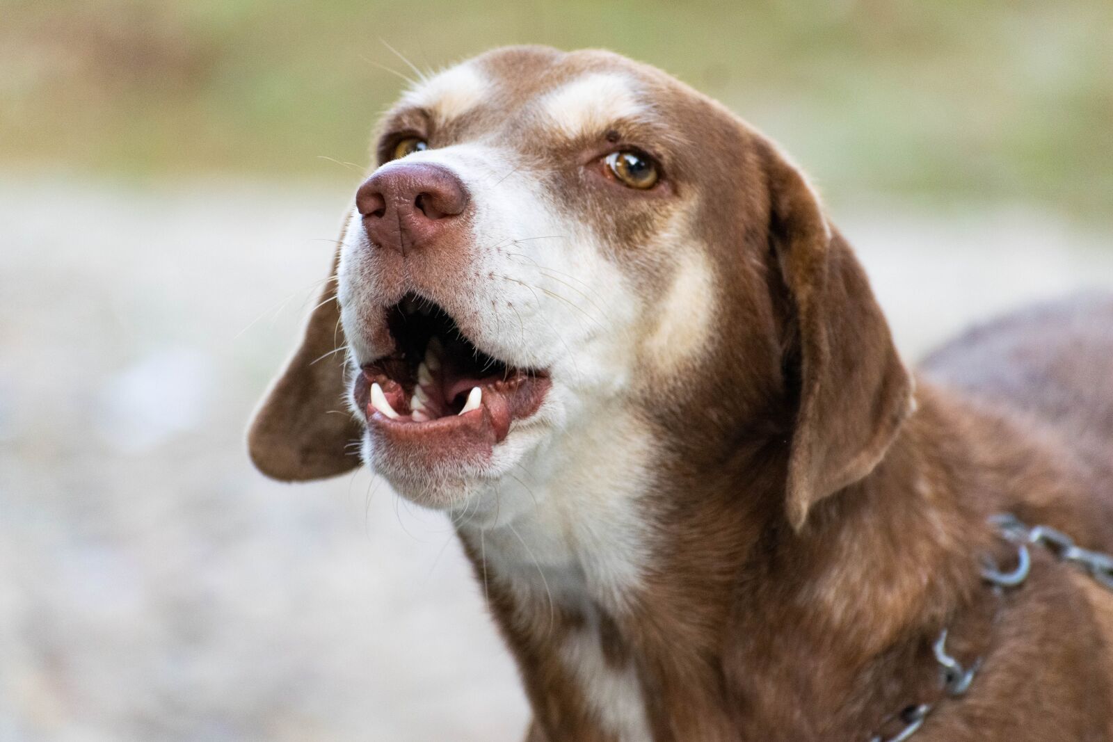 Nikon D3300 sample photo. Barking dog, dog, bark photography