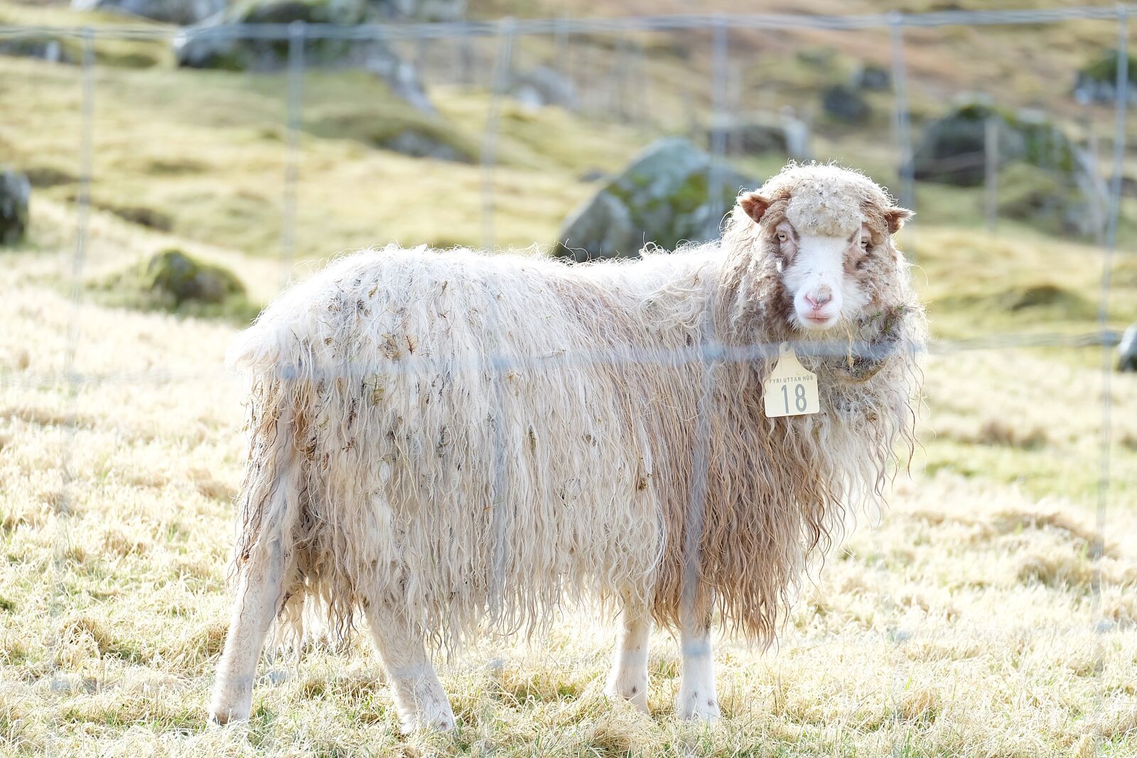 Fujifilm X-A2 sample photo. Sheep, animal, farm photography