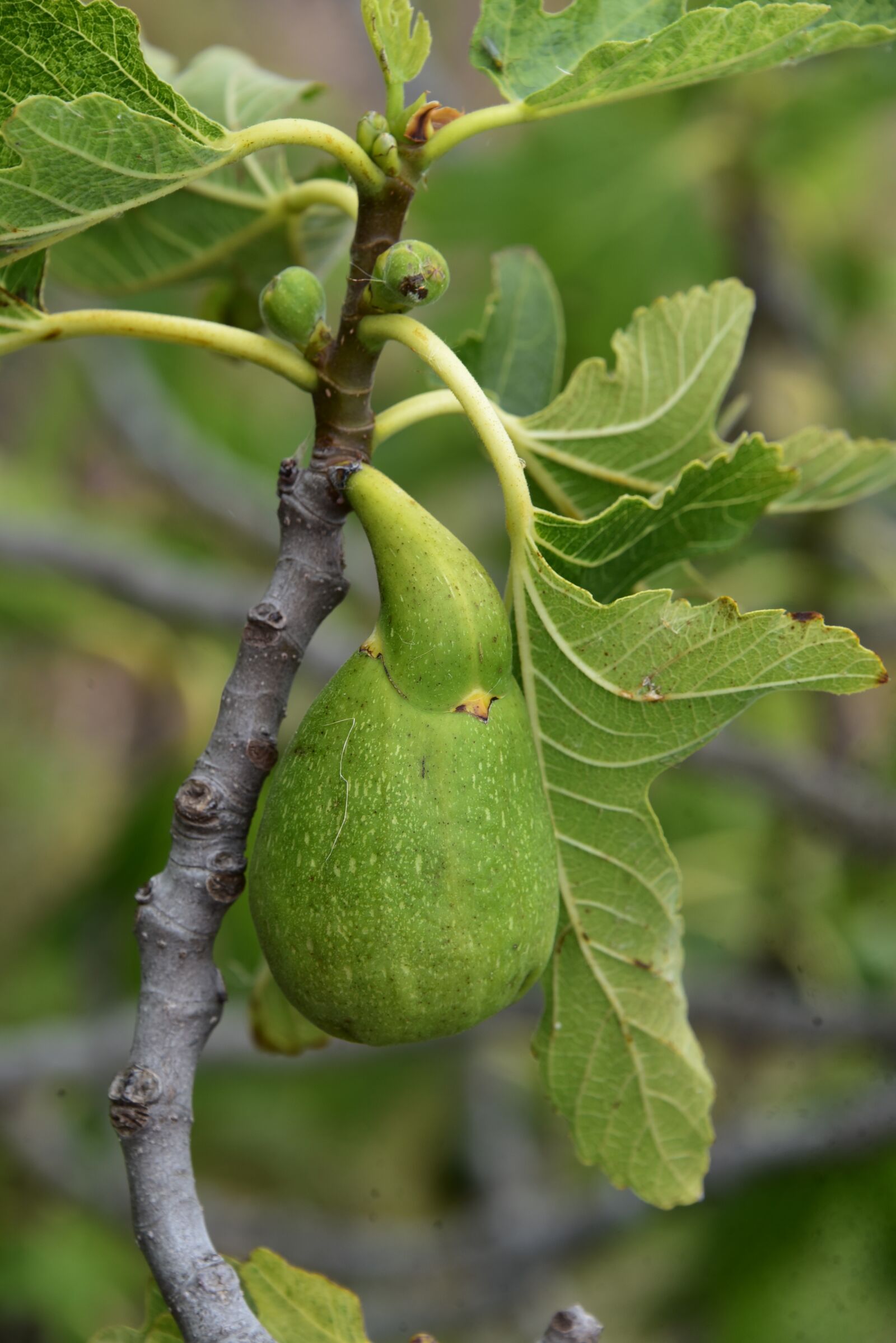 Nikon D750 sample photo. Fig, tree, fruit photography