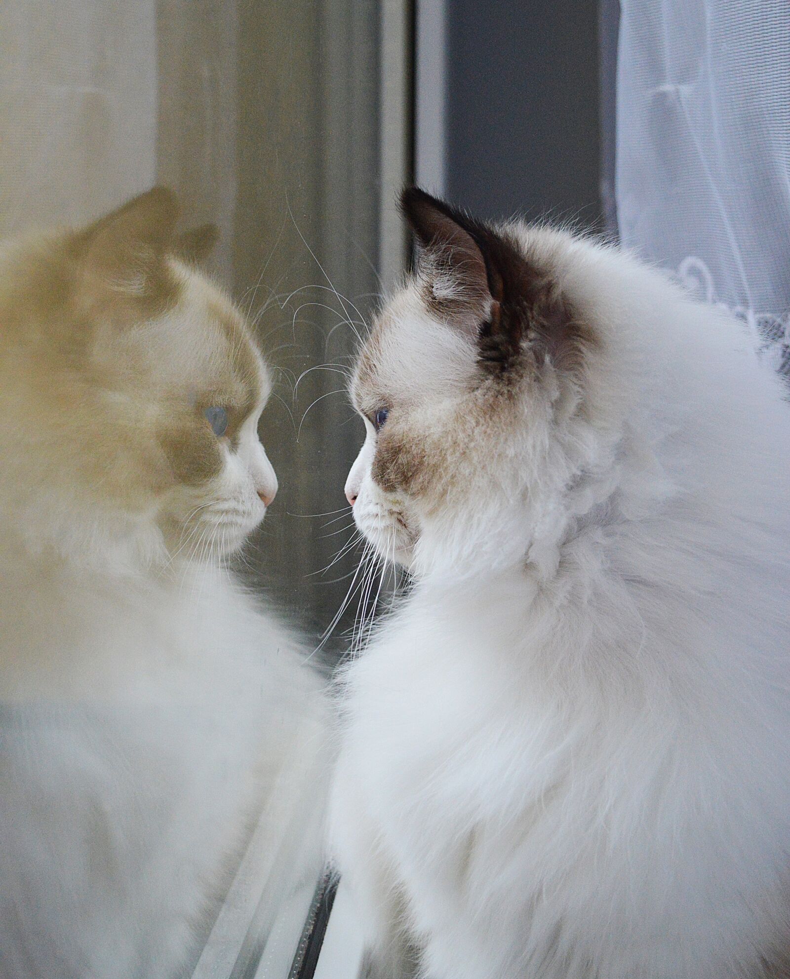 Nikon D3200 sample photo. Ragdoll, kitten, animal photography