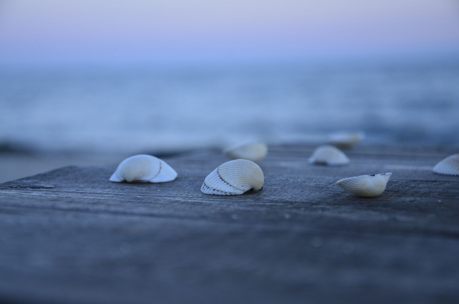 Nikon D7000 sample photo. Sea, shell, sand photography