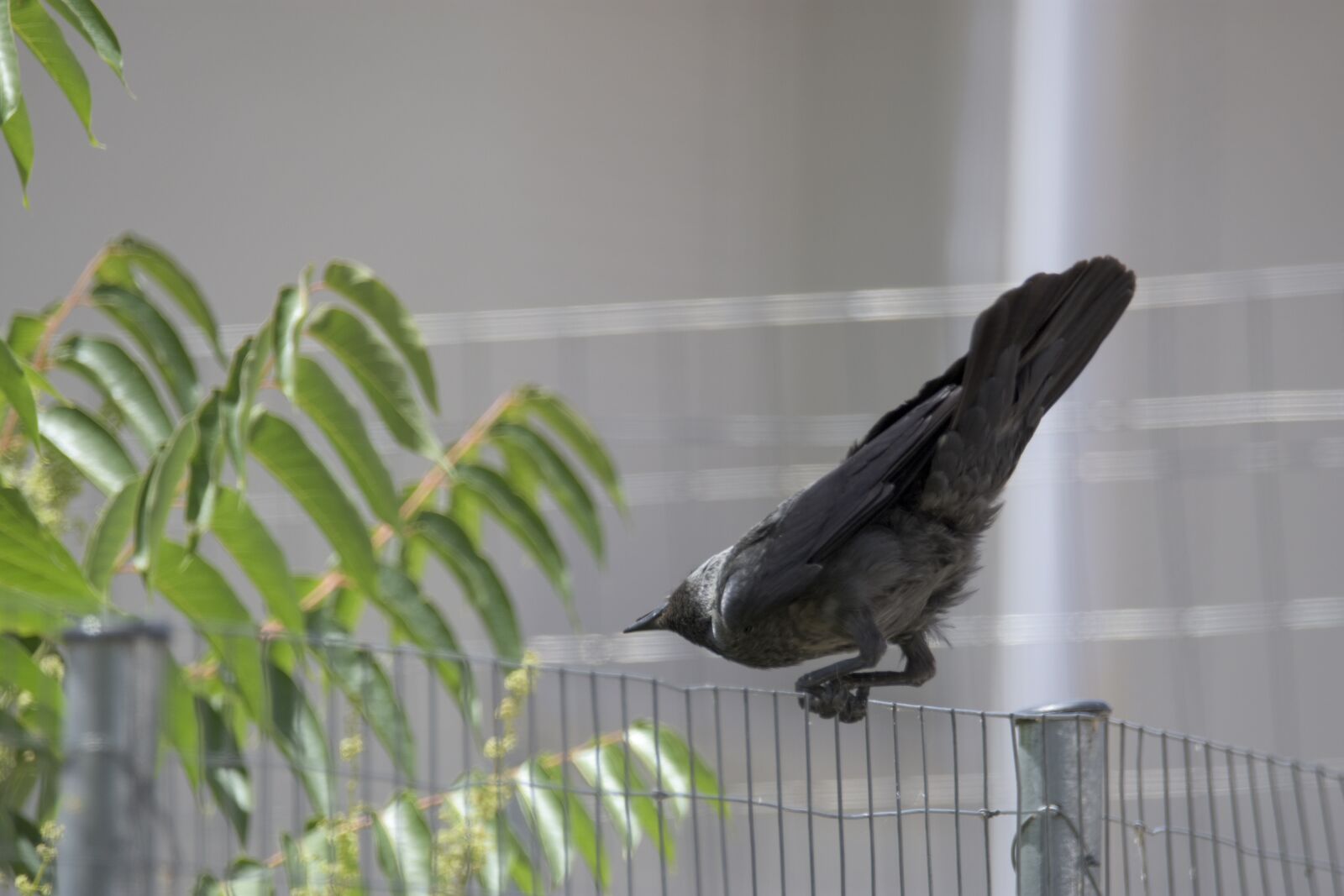 Nikon D7200 sample photo. Corvus cornix, play, bird photography