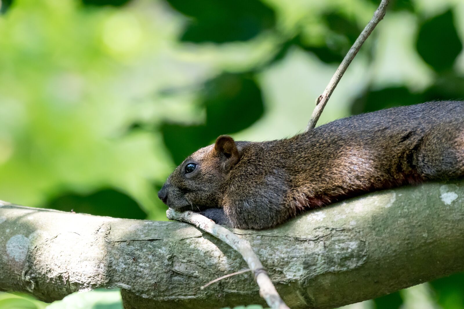 Nikon D5500 sample photo. Squirrel, tree, animal photography