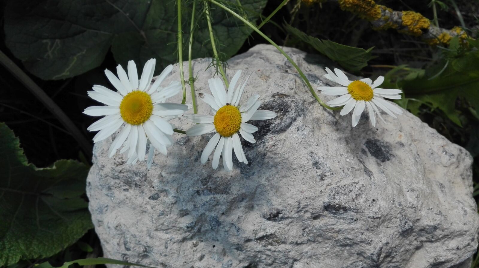 HUAWEI Cherry Mini sample photo. Chamomile, summer, june photography