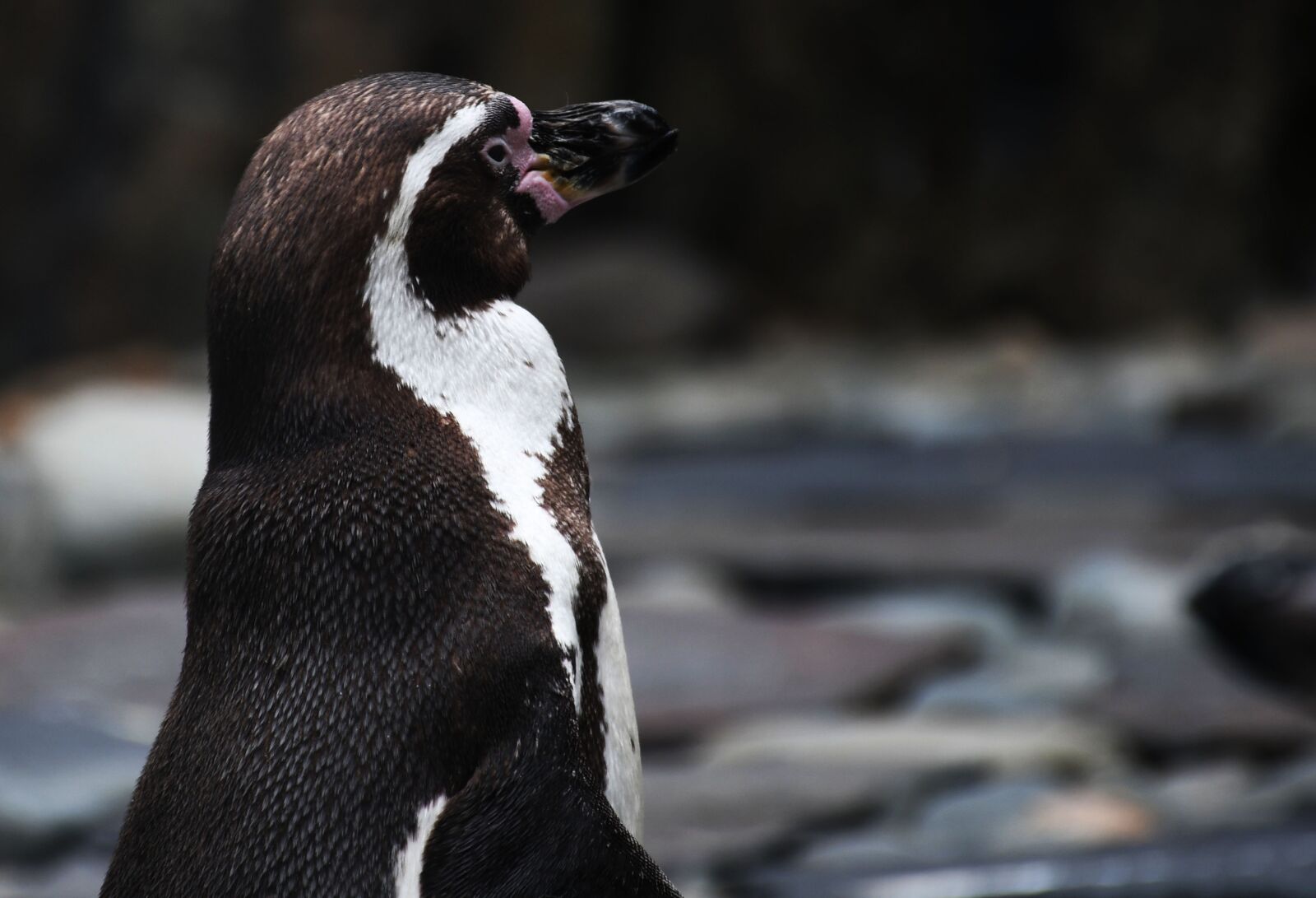 Nikon D7500 sample photo. Penguin, cute, animal photography