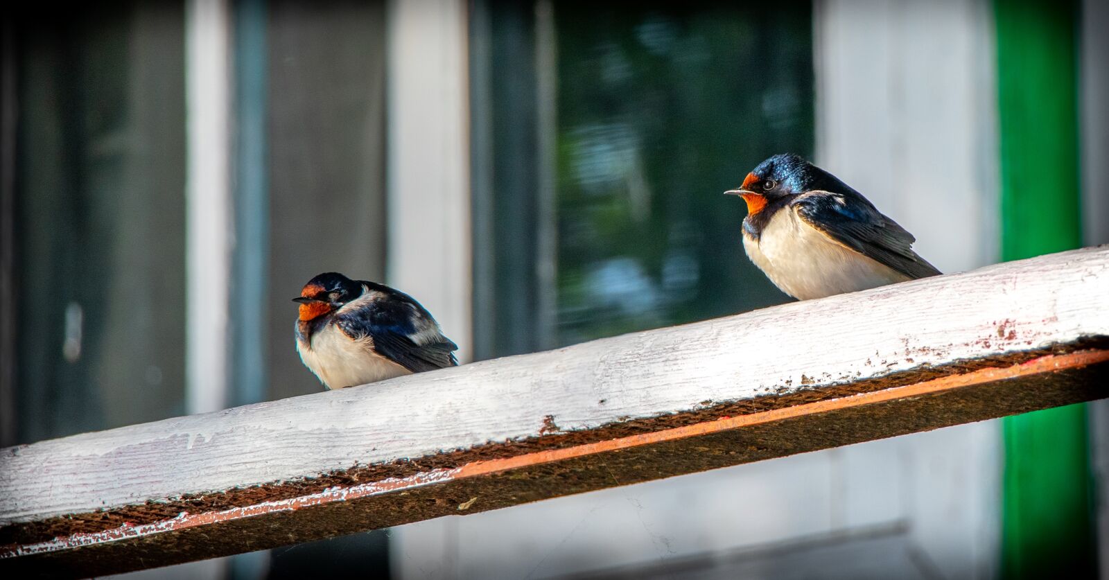 Canon EF-S 18-135mm F3.5-5.6 IS USM sample photo. Swallow, bird, ornithology photography