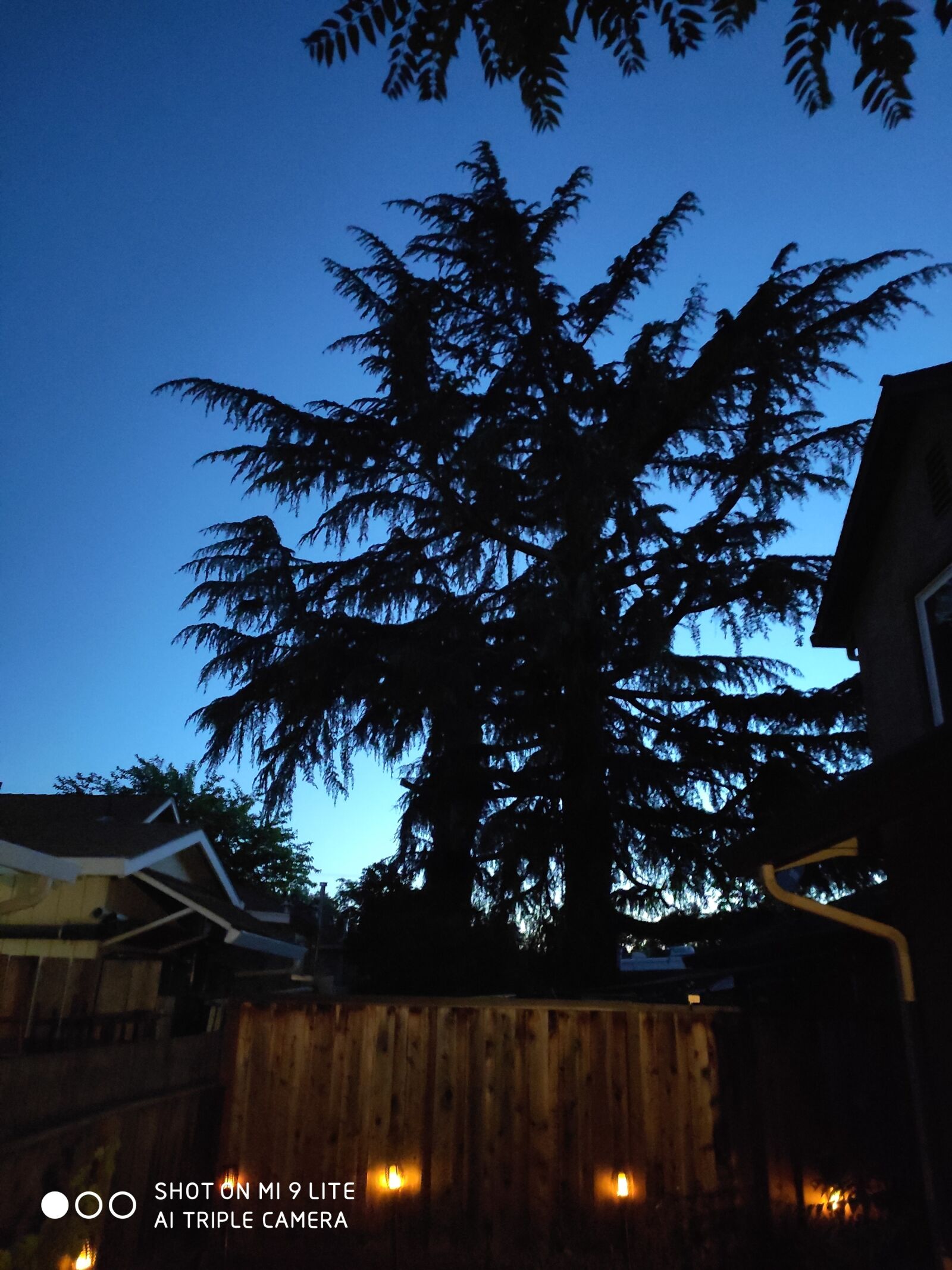 Xiaomi MI CC 9 sample photo. Night sky, big tree photography