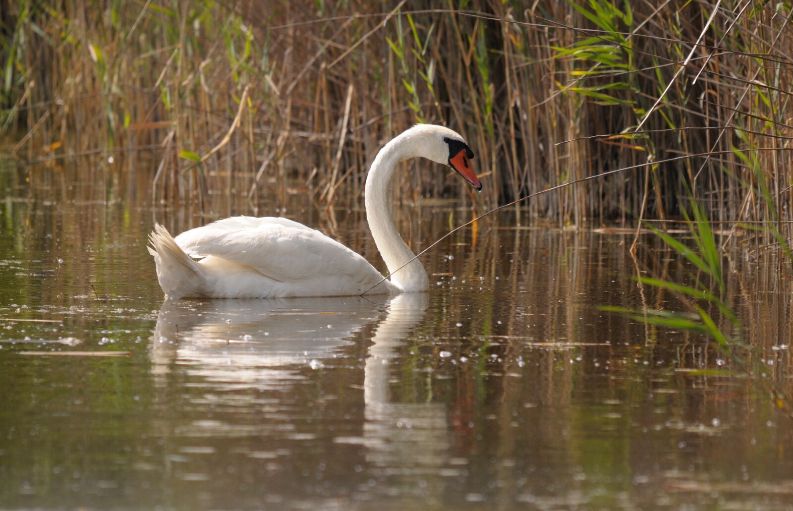 Nikon D300 sample photo. Lake neusiedl, burgenland, swan photography