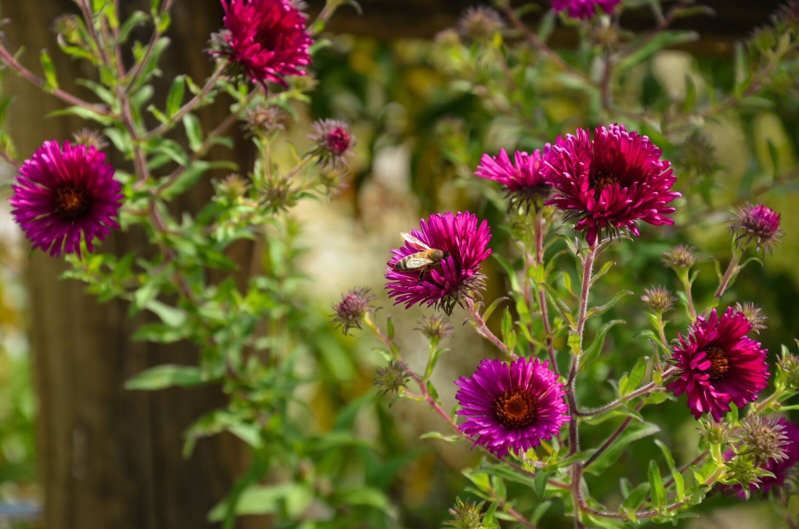 Nikon D5100 sample photo. Bee, autumn, flowers photography