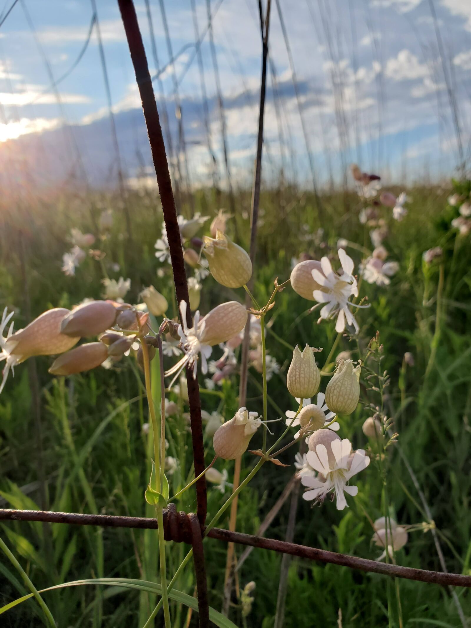 Samsung Galaxy S10e sample photo. Bladder campion, silene vulgaris photography
