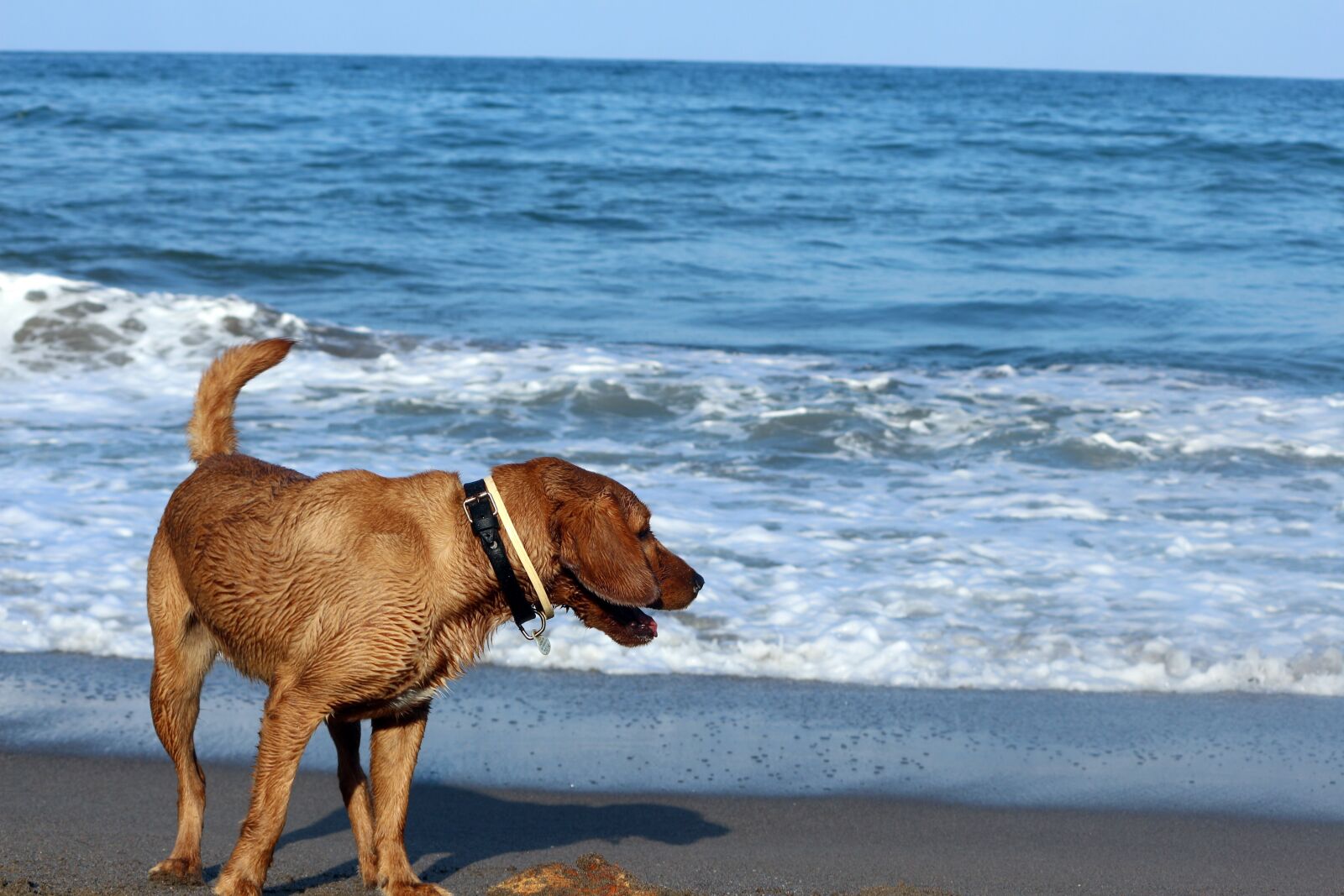 Canon EOS 650D (EOS Rebel T4i / EOS Kiss X6i) sample photo. Dog, sea, animal photography