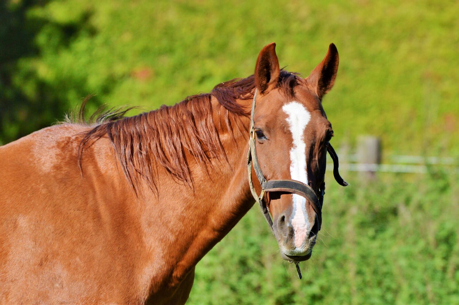Nikon D3200 sample photo. Horse, ride, reiter photography