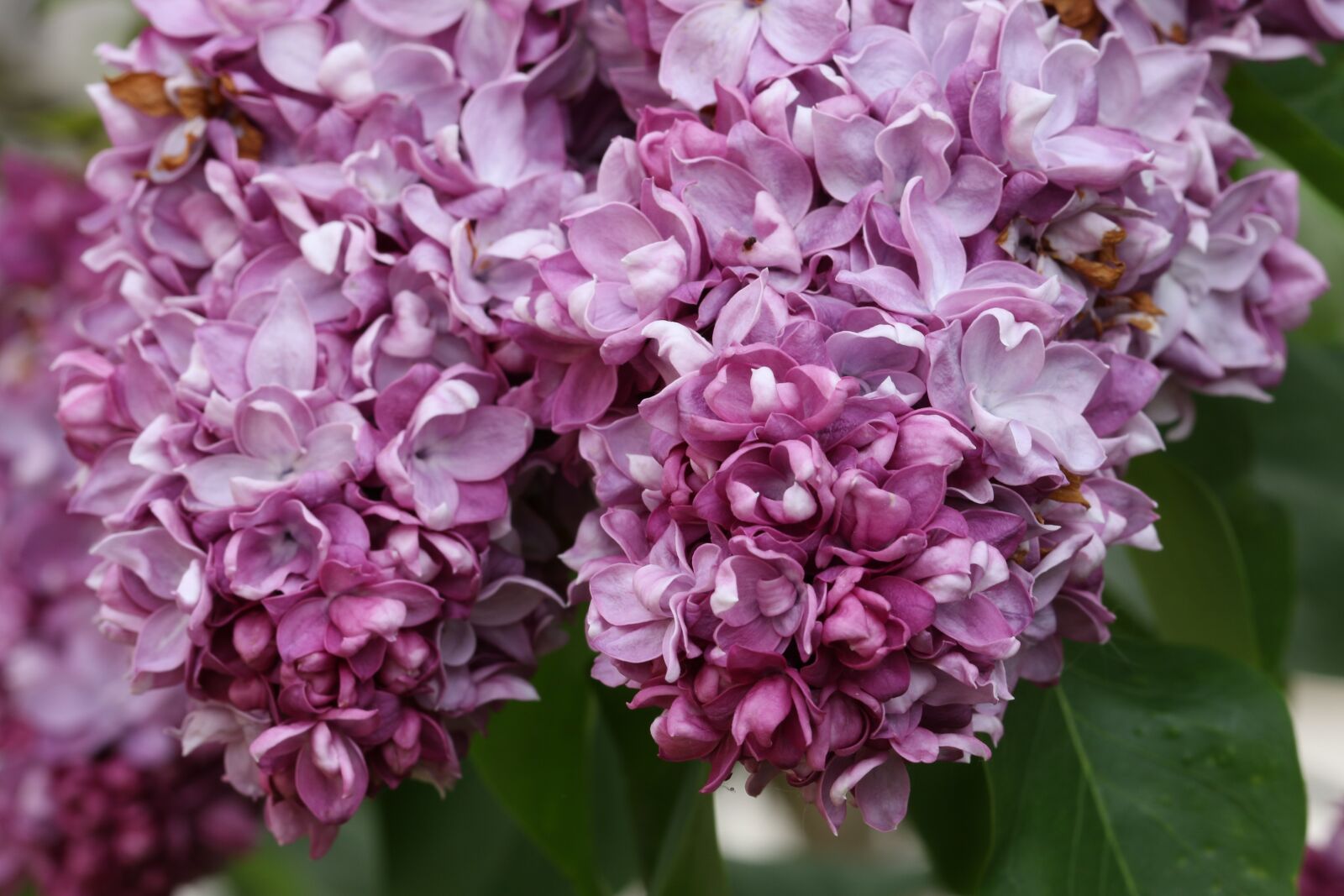 Canon EOS 7D Mark II sample photo. Without, lilac, spring photography