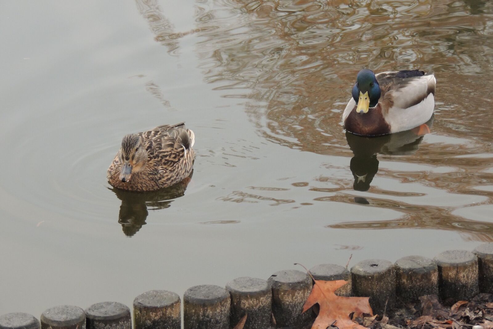 Nikon Coolpix P510 sample photo. Winter, park, ducks photography